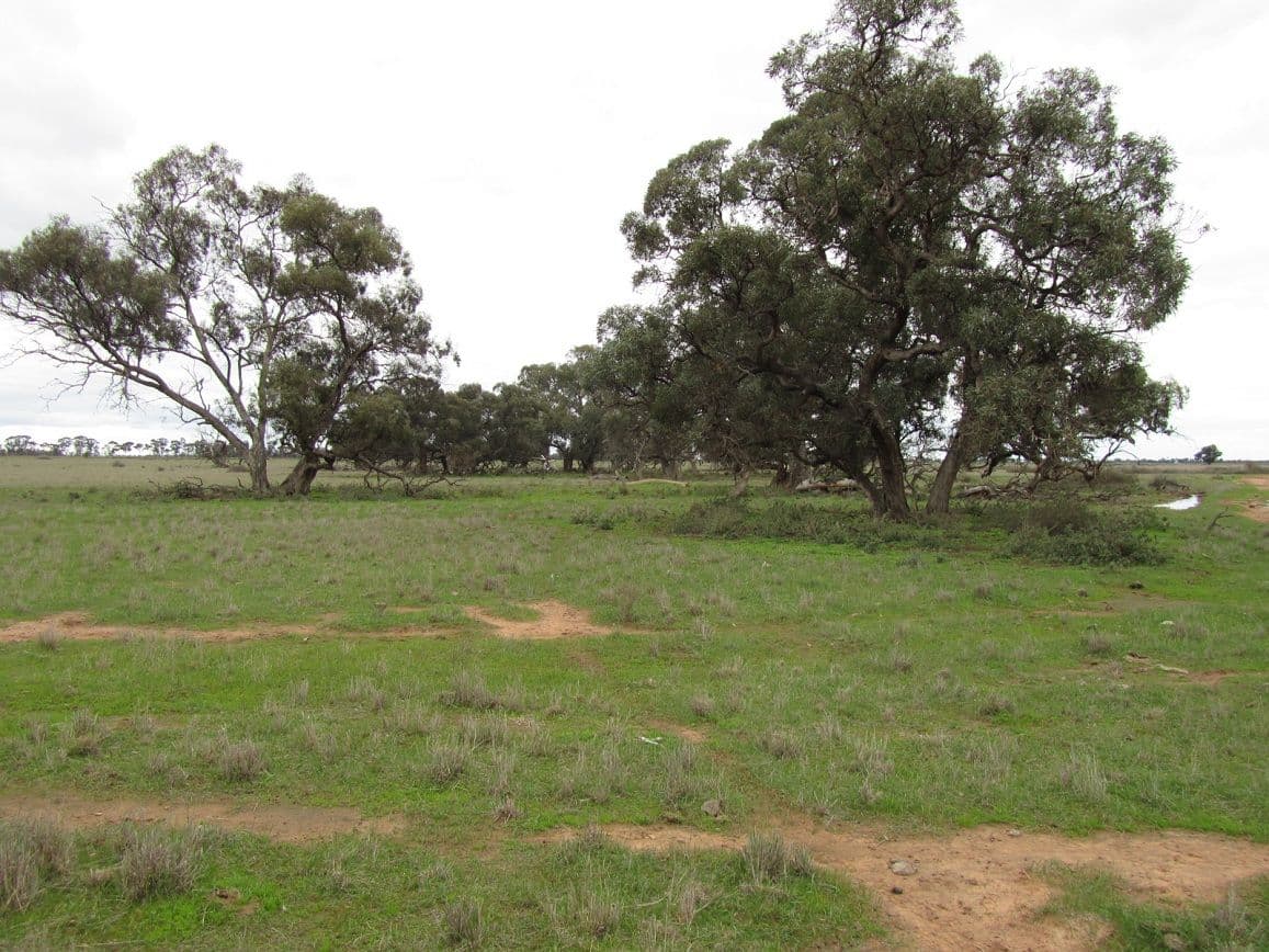 0 "Cobranette", Caldwell NSW 2710, Caldwell - Thumbnail 3