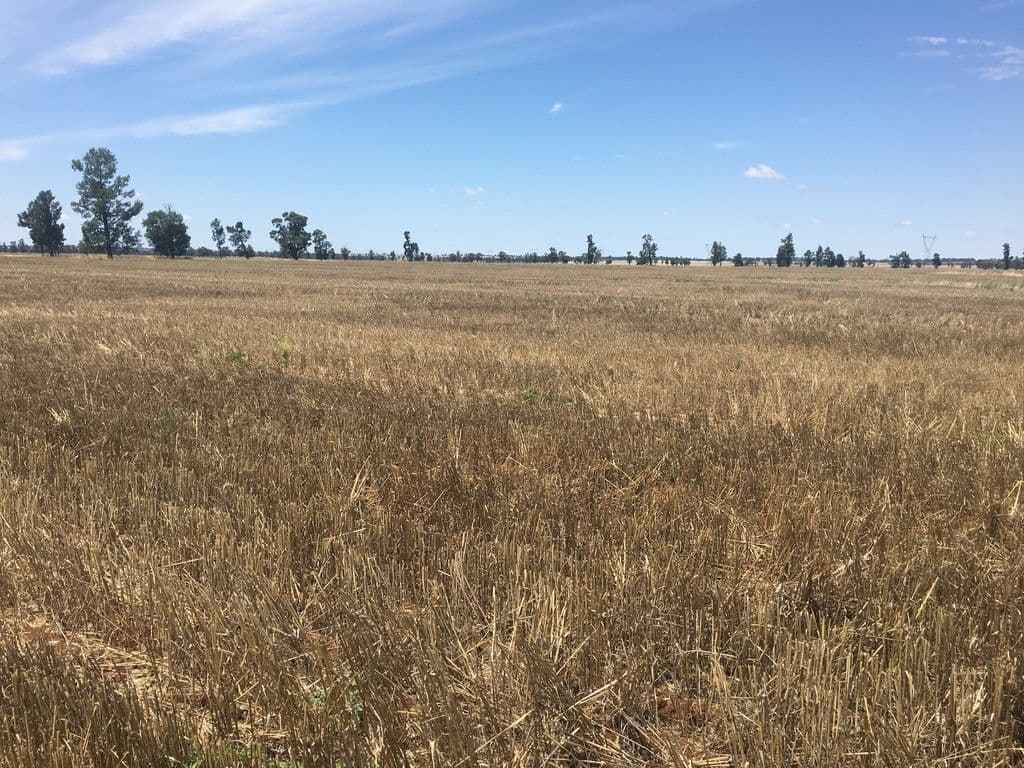 Narrandera NSW 2700, Narrandera - Image 1