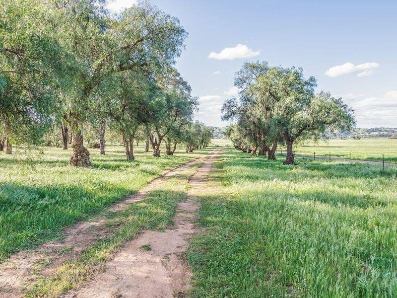 800 Pine Mount Road, Cowra NSW 2794, Cowra - Thumbnail 6
