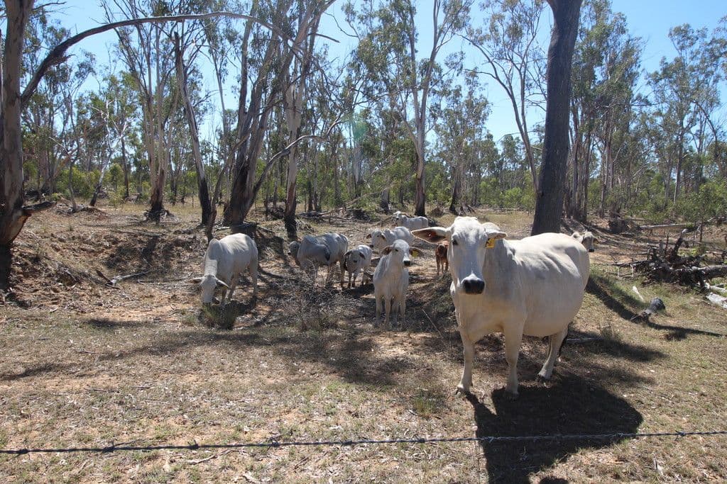 Lot 25 Sobbe Road, Sandy Camp, Clifton QLD 4361, Clifton - Thumbnail 5