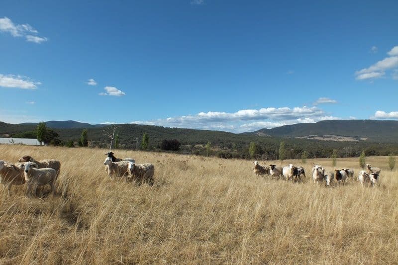 189 Mersing Road, Glanmire NSW 2795, Glanmire - Thumbnail 5