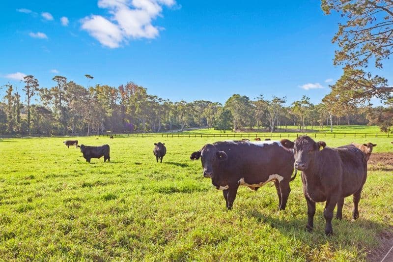 13 Barakee Road, Peats Ridge NSW 2250, Peats Ridge - Thumbnail 2
