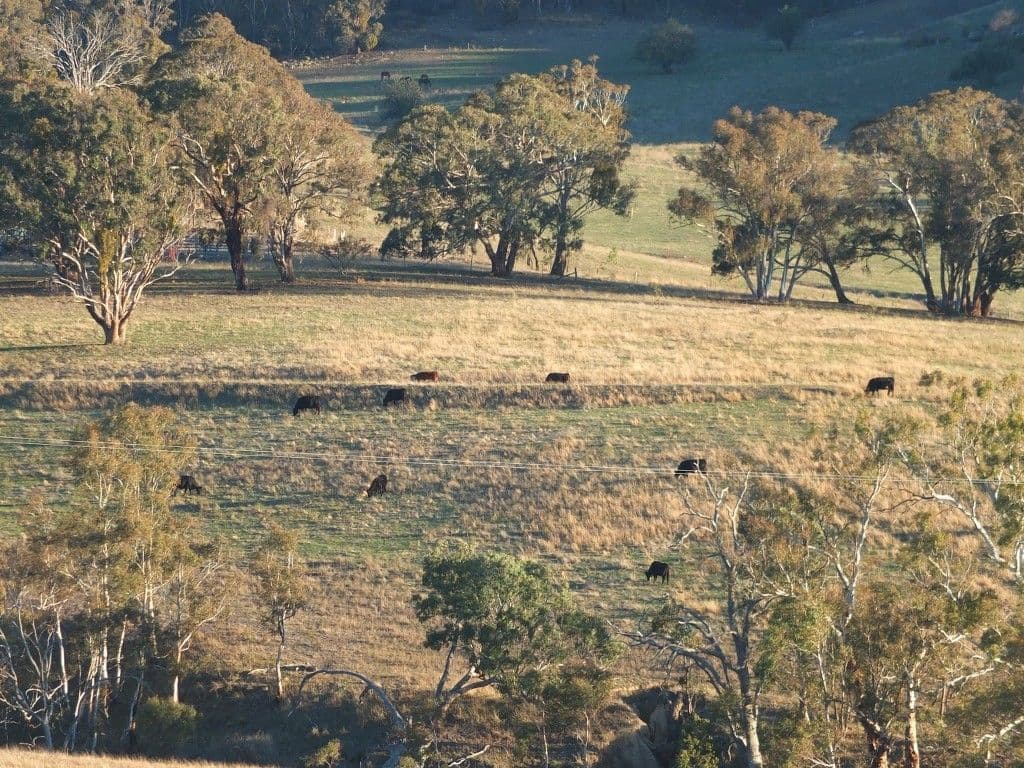 856 Carlwood Road, O'Connell NSW 2795, O'Connell - Thumbnail 8