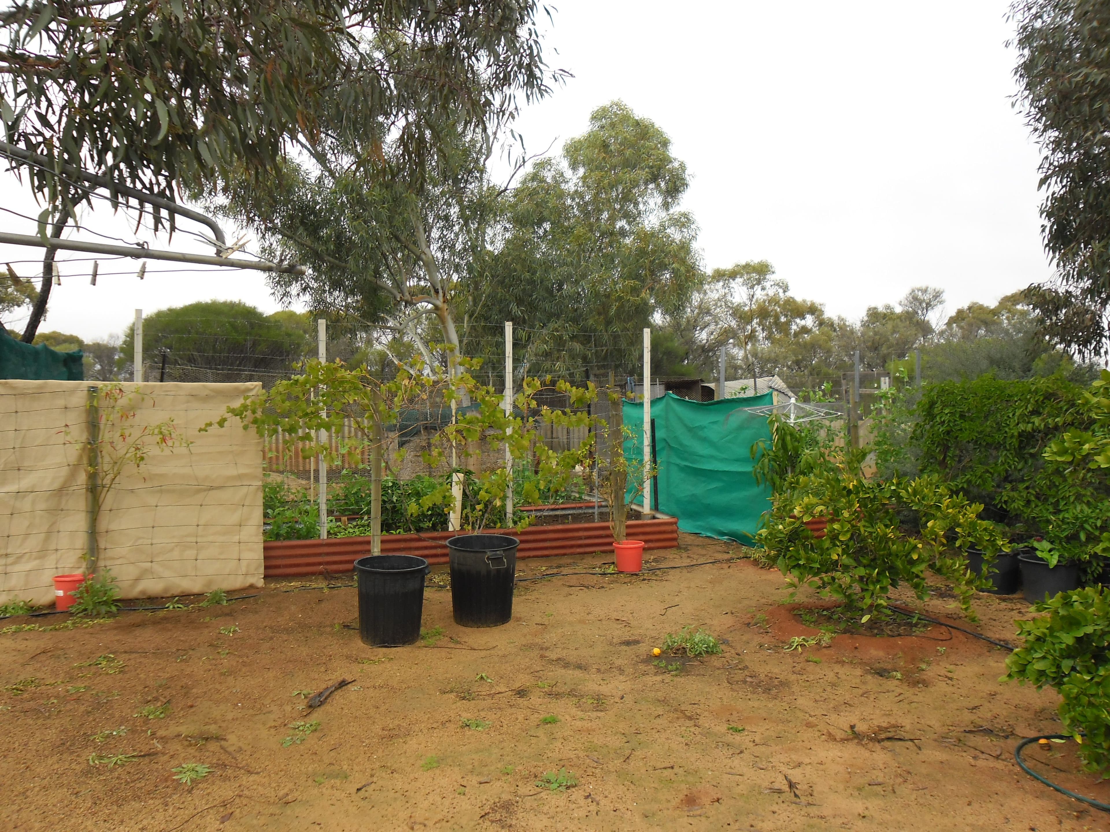 15 Richards Street, Latham WA 6616, Latham - Thumbnail 4