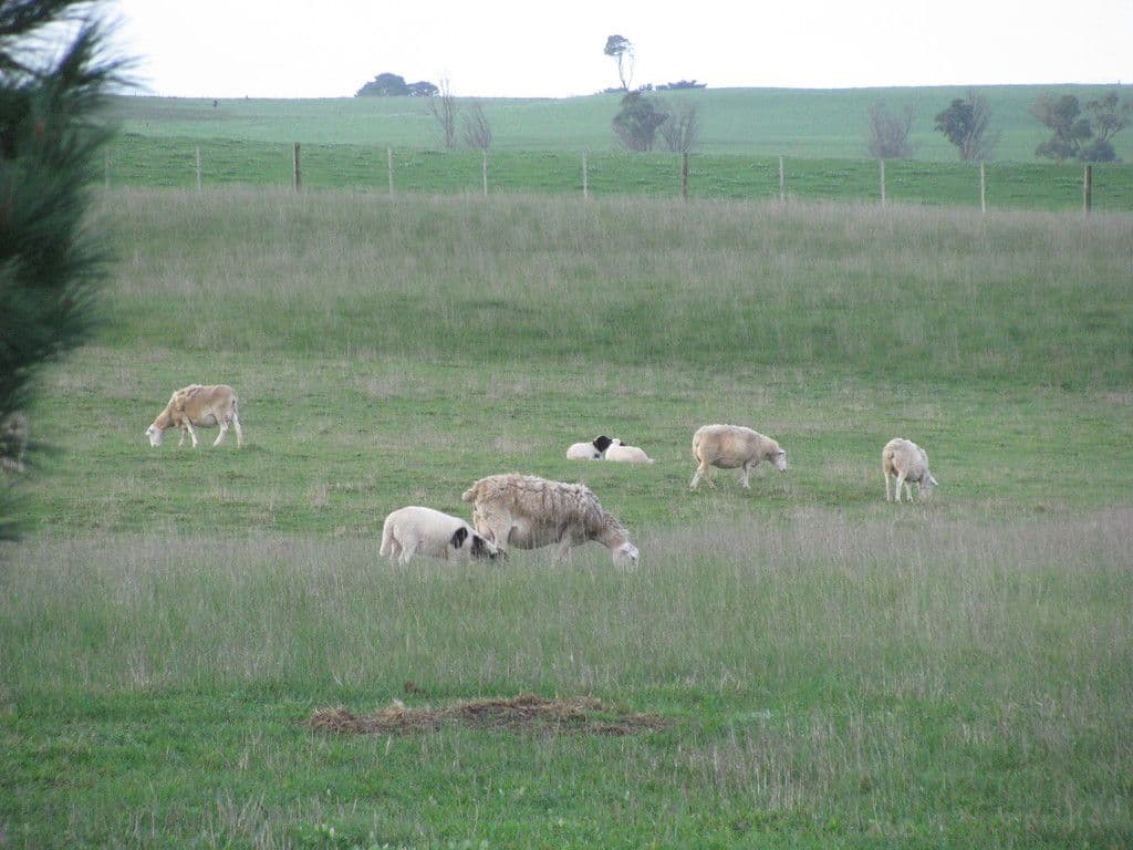 Lot 436 Hollis Road, Compton SA 5291, Compton - Thumbnail 6