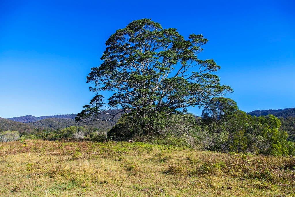Lot 12 Billiau Road, Guanaba QLD 4210, Guanaba - Thumbnail 4