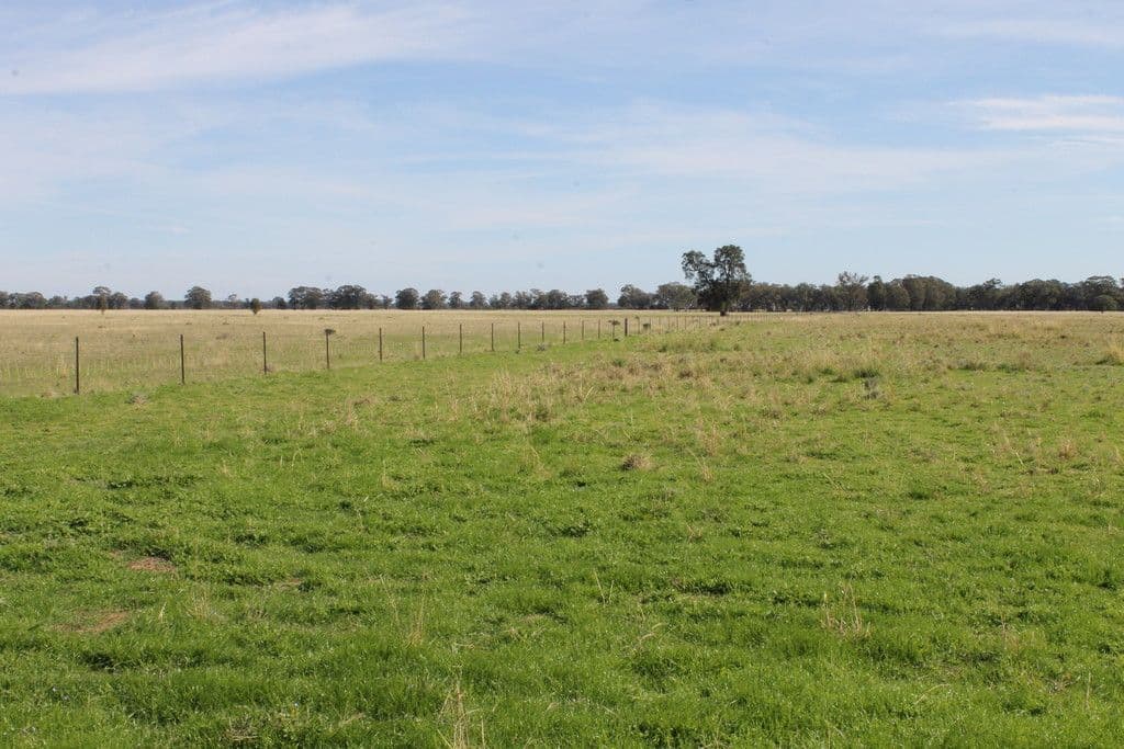 'Lindley' Milpulling Road, Balladoran NSW 2831, Balladoran - Thumbnail 4