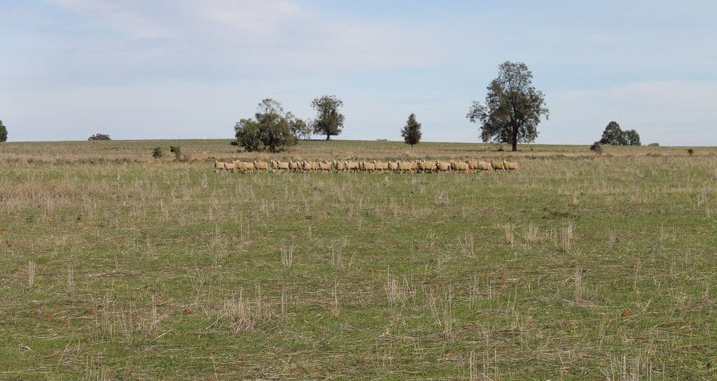 'Lindley' Milpulling Road, Balladoran NSW 2831, Balladoran - Image 1