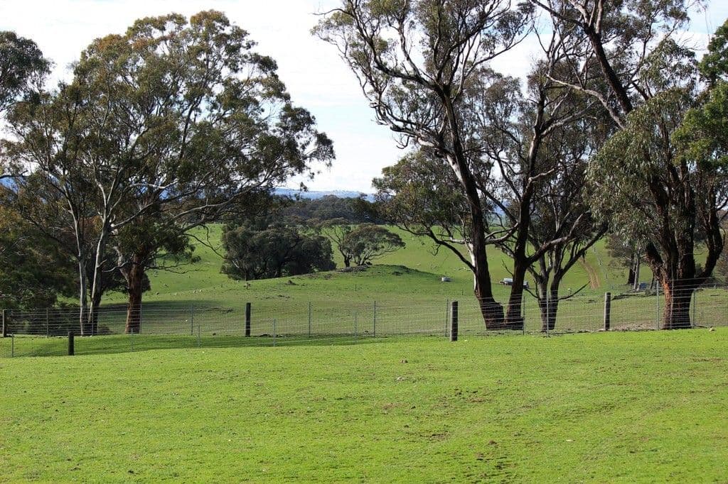 Vittoria NSW 2799, Vittoria - Thumbnail 6