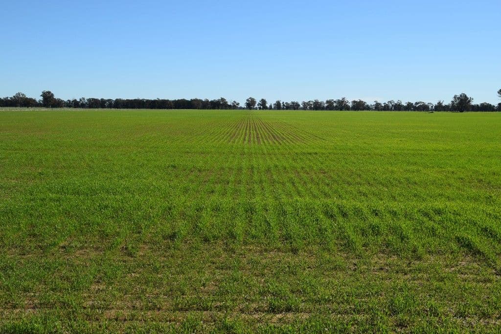 'Clairdon' 2395 Leeches Creek Road, Collie NSW 2827, Collie - Thumbnail 4