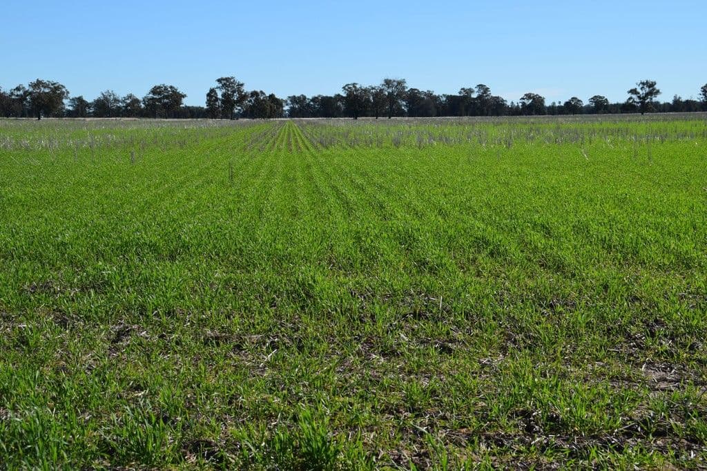 'Clairdon' 2395 Leeches Creek Road, Collie NSW 2827, Collie - Thumbnail 3