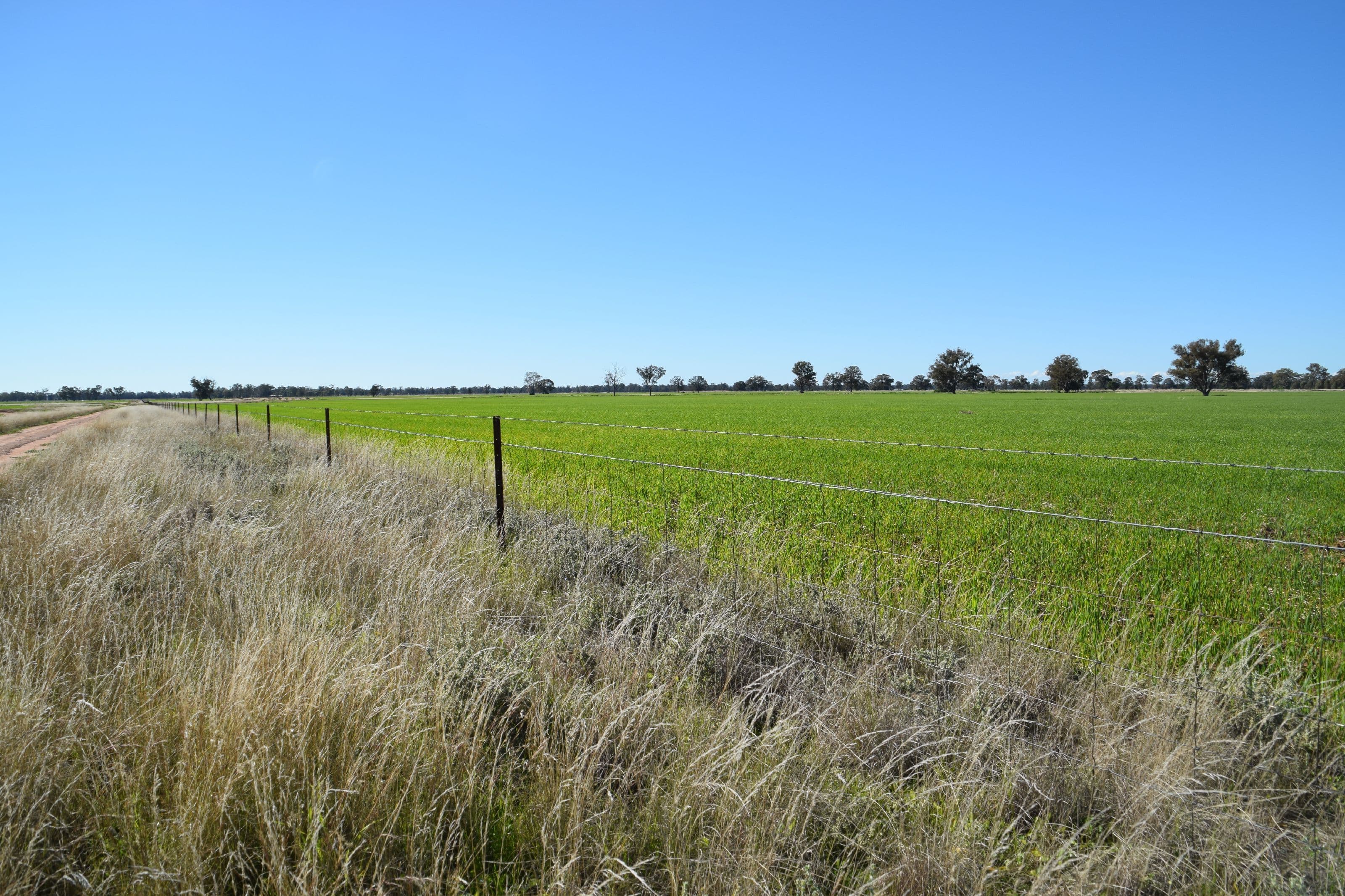 'Clairdon' 2395 Leeches Creek Road, Collie NSW 2827, Collie - Image 1