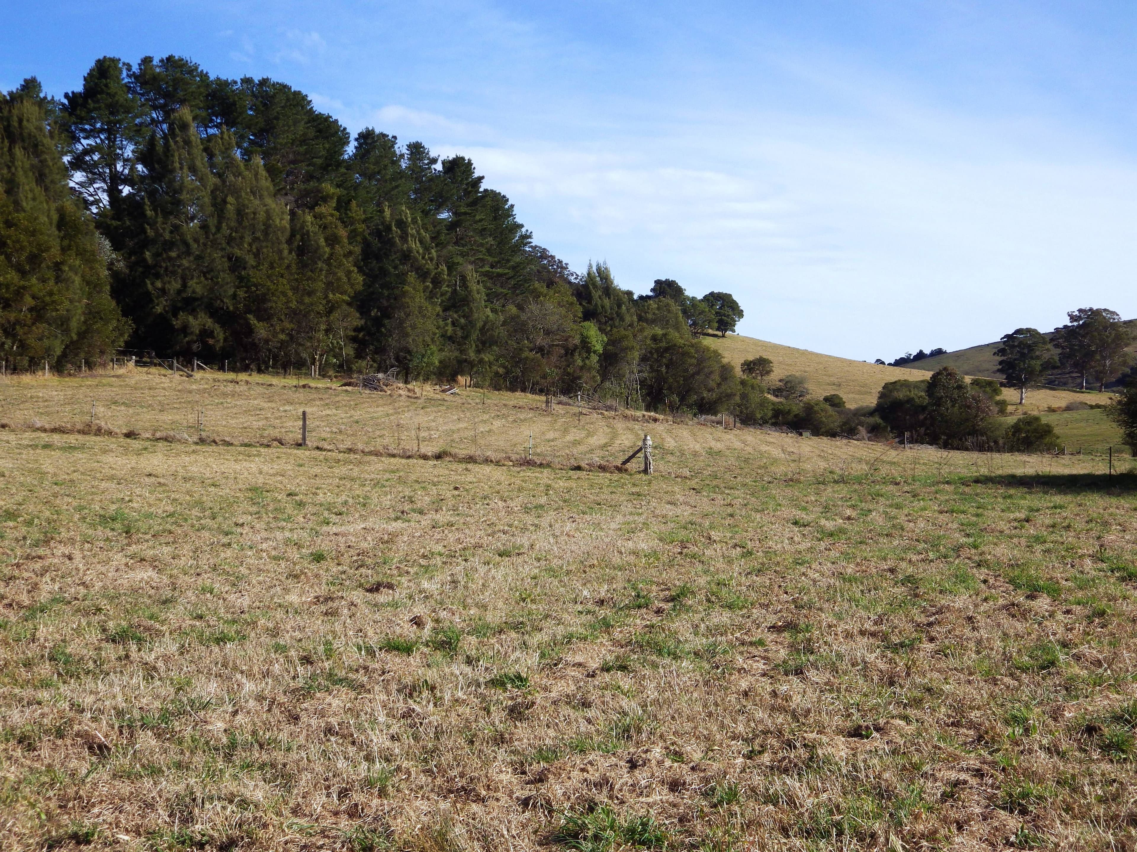 382 shepherds Road, Dorrigo NSW 2453, Dorrigo - Thumbnail 4