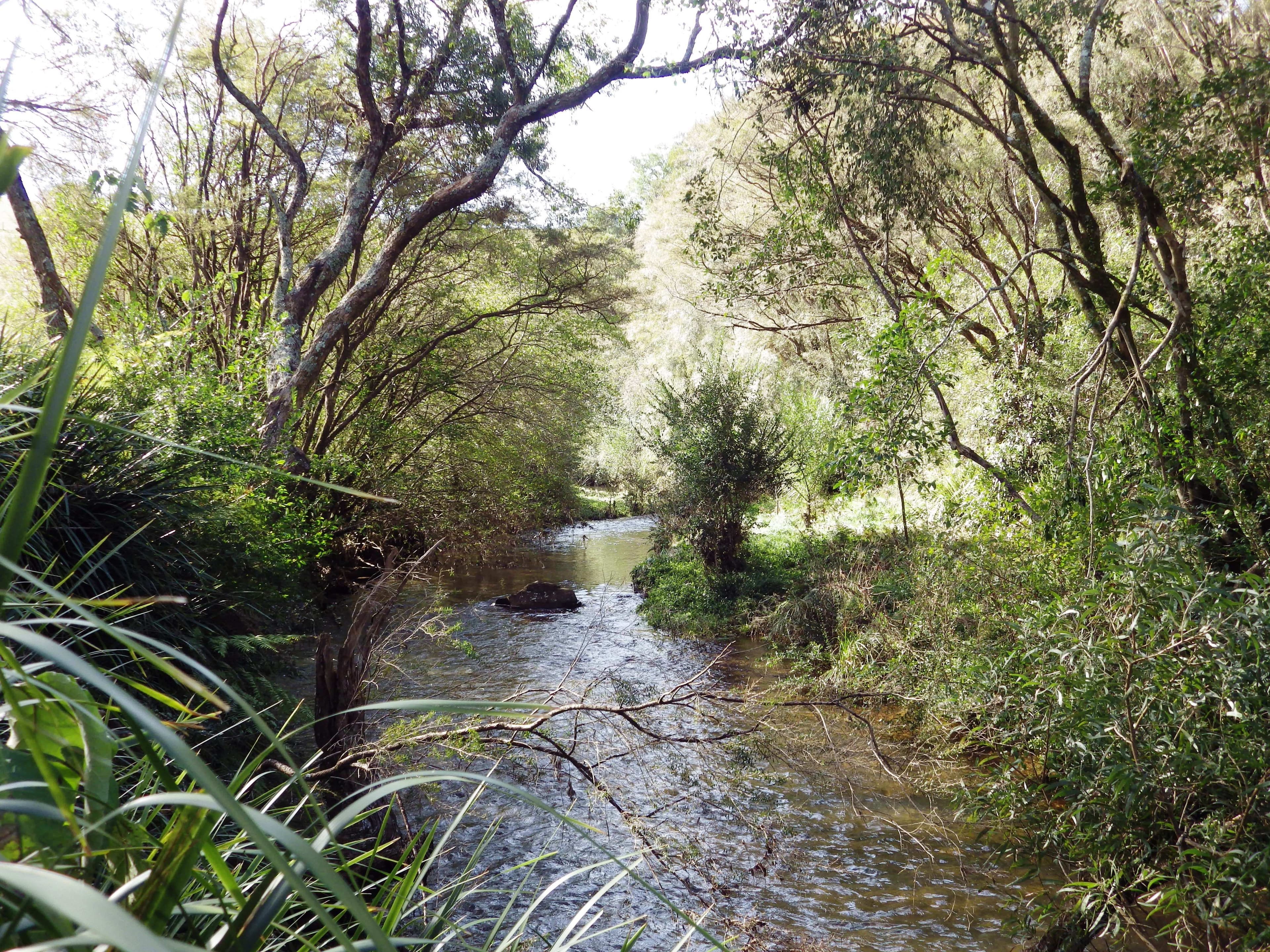 382 shepherds Road, Dorrigo NSW 2453, Dorrigo - Thumbnail 3