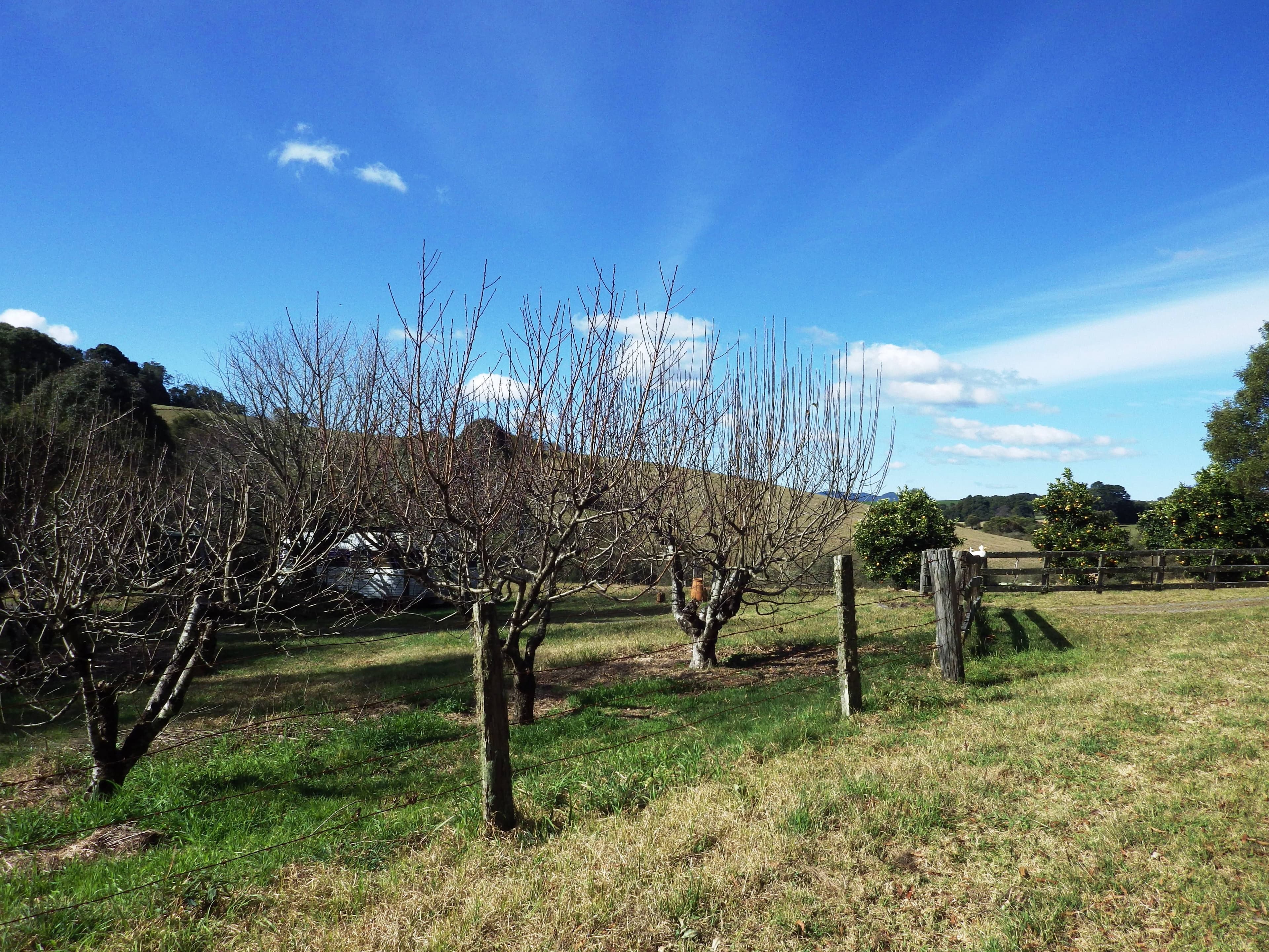 382 shepherds Road, Dorrigo NSW 2453, Dorrigo - Thumbnail 7