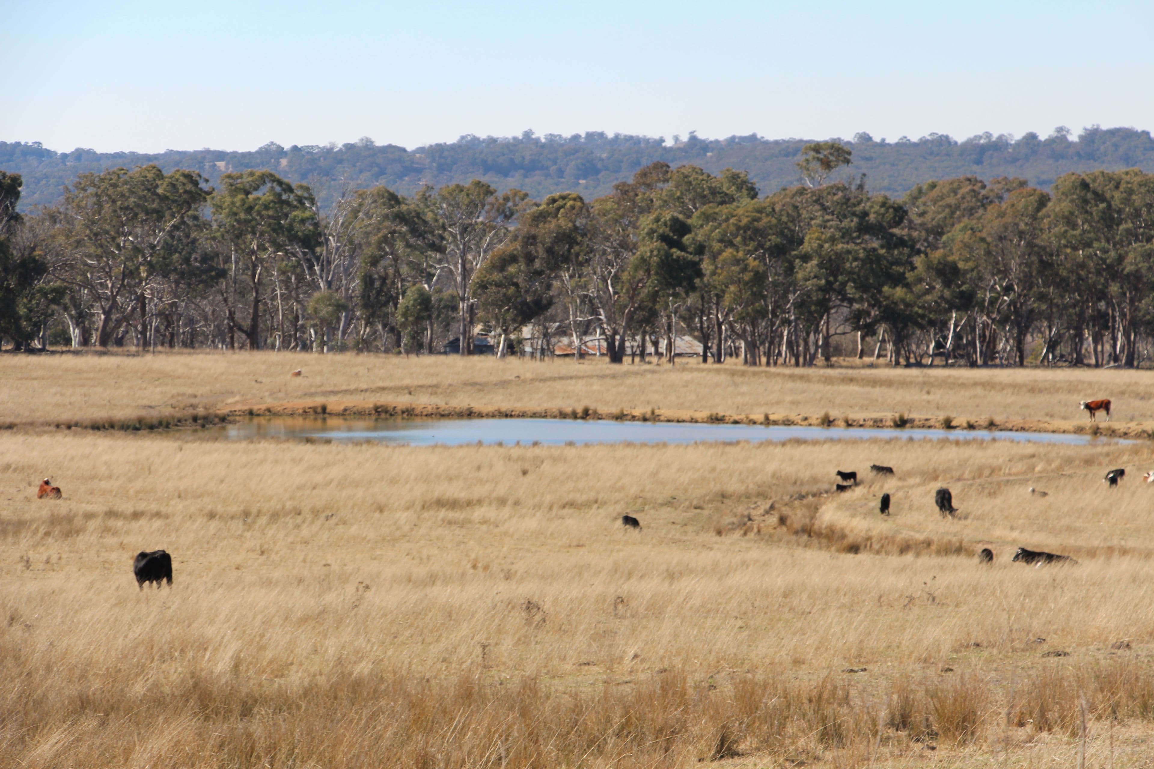 1436 Rockvale Road, Armidale NSW 2350, Armidale - Thumbnail 5