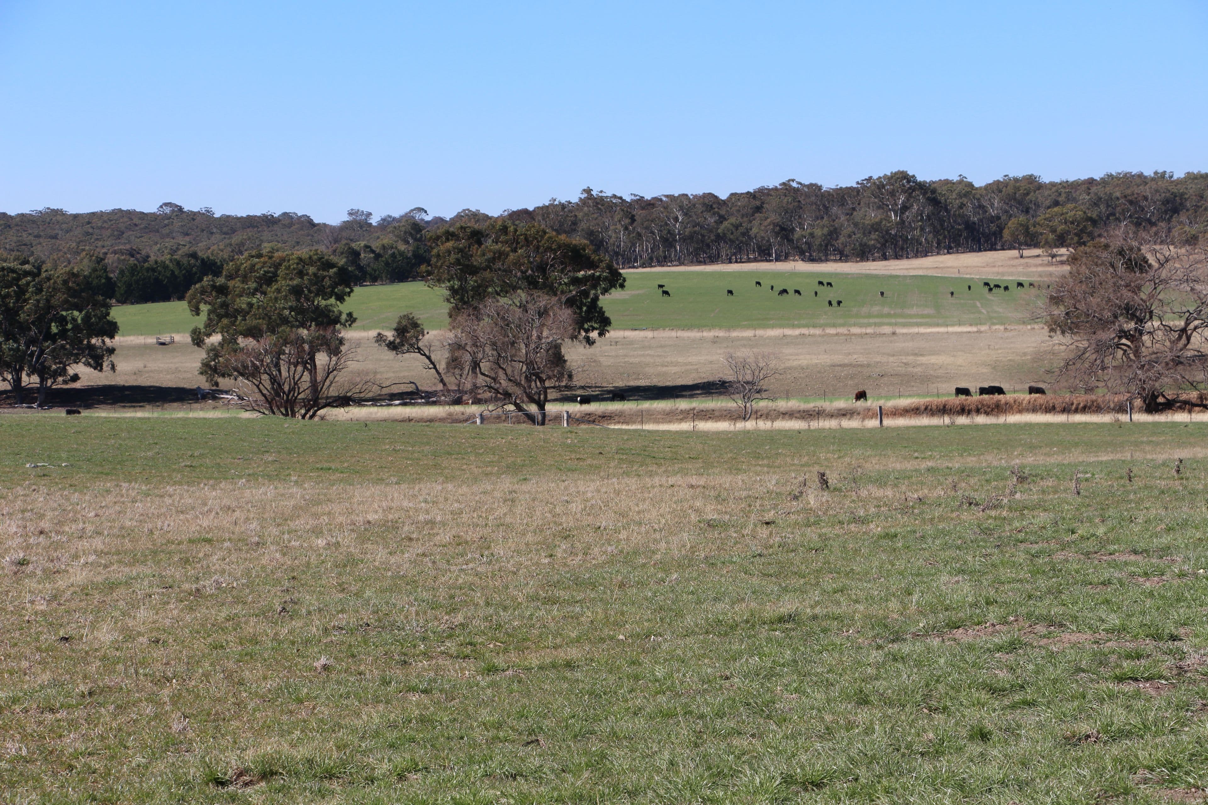 1436 Rockvale Road, Armidale NSW 2350, Armidale - Thumbnail 4