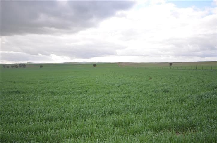 "Wandowie" Pipeline Road, Leighton SA 5417, Leighton - Thumbnail 8