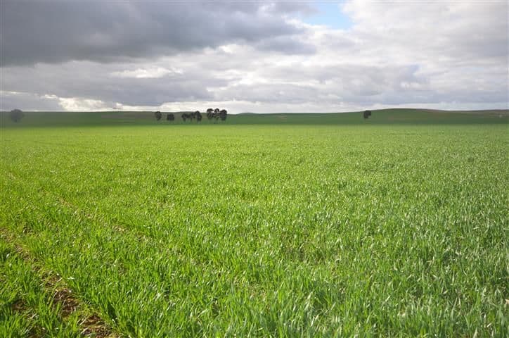 "Wandowie" Pipeline Road, Leighton SA 5417, Leighton - Thumbnail 7
