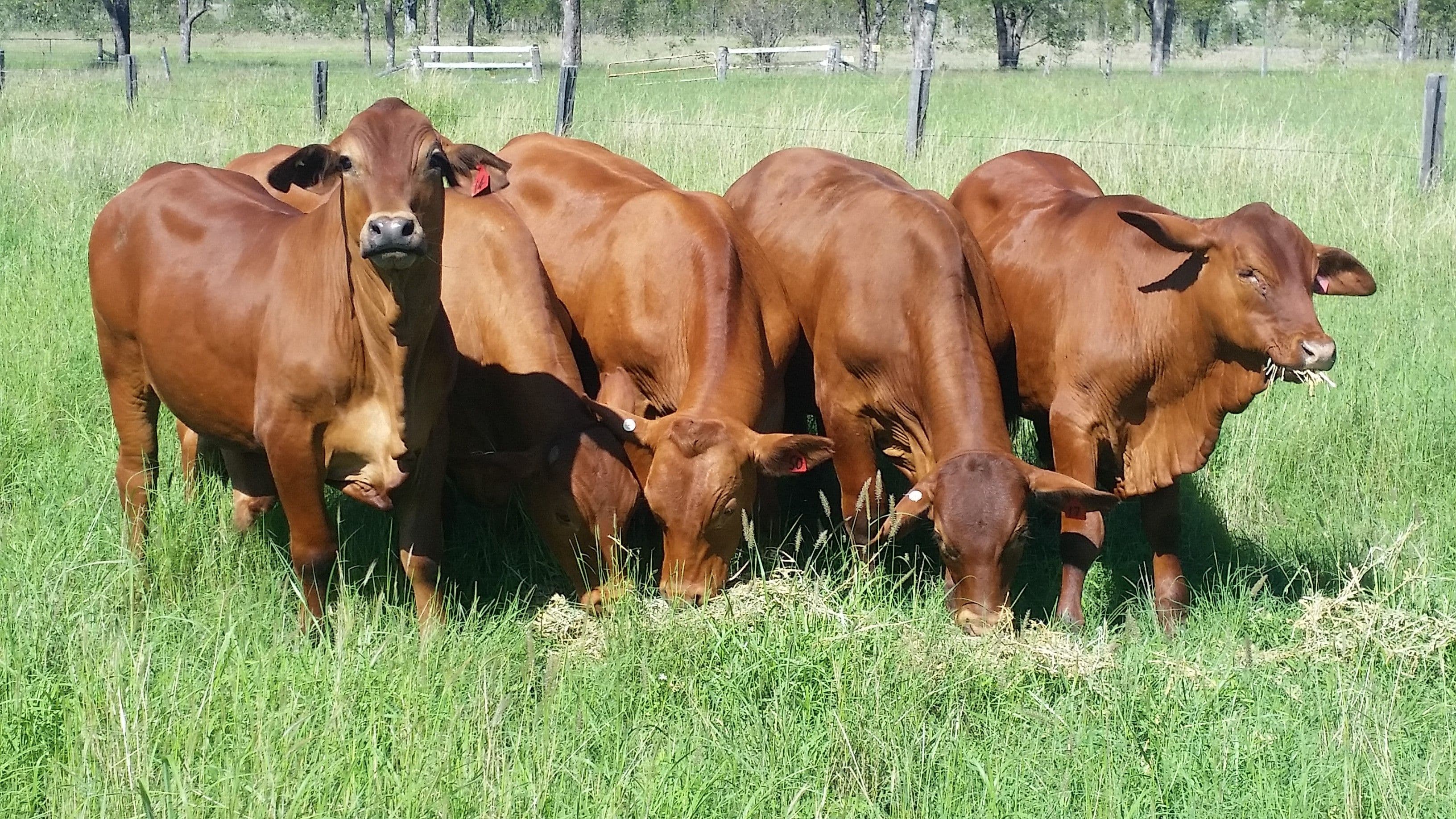'Barralong' Taylors Road, Mundubbera QLD 4626, Mundubbera - Image 1