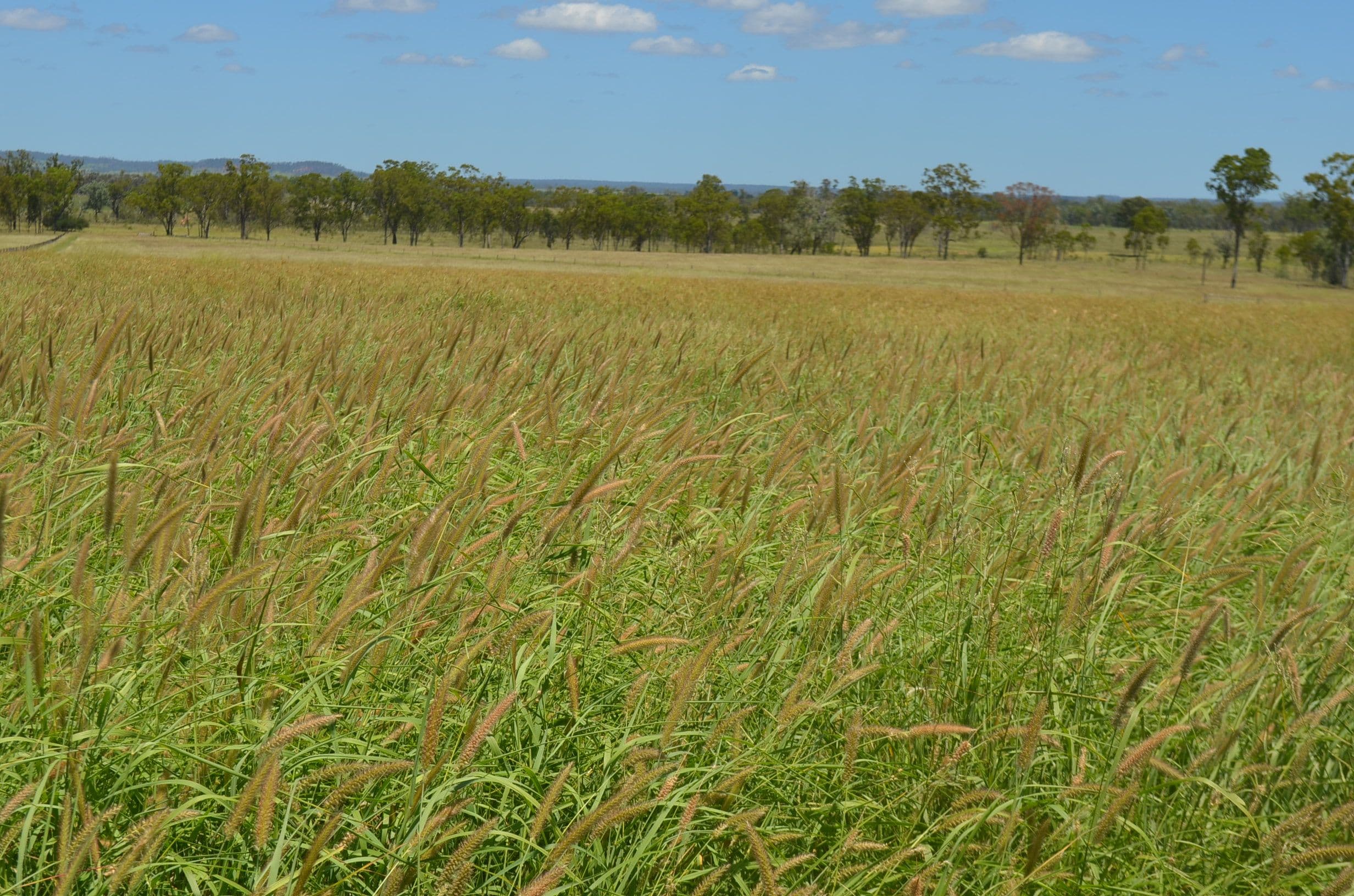 'Barralong' Taylors Road, Mundubbera QLD 4626, Mundubbera - Thumbnail 4
