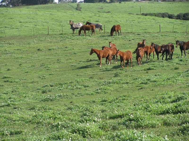 Lot 2 Yahl Main Road, Glenburnie SA 5291, Glenburnie - Thumbnail 6