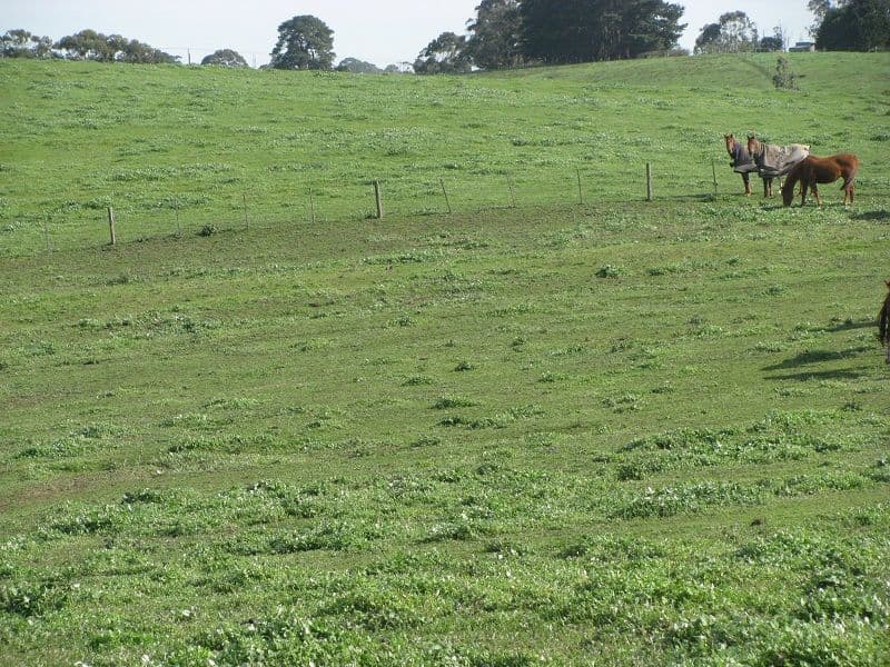 Lot 2 Yahl Main Road, Glenburnie SA 5291, Glenburnie - Thumbnail 7