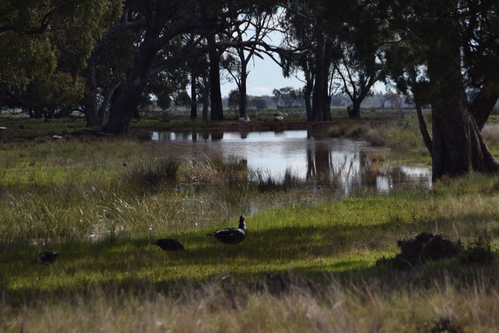 'Utopia' 725 Tomingley Road, Narromine NSW 2821, Narromine - Thumbnail 8