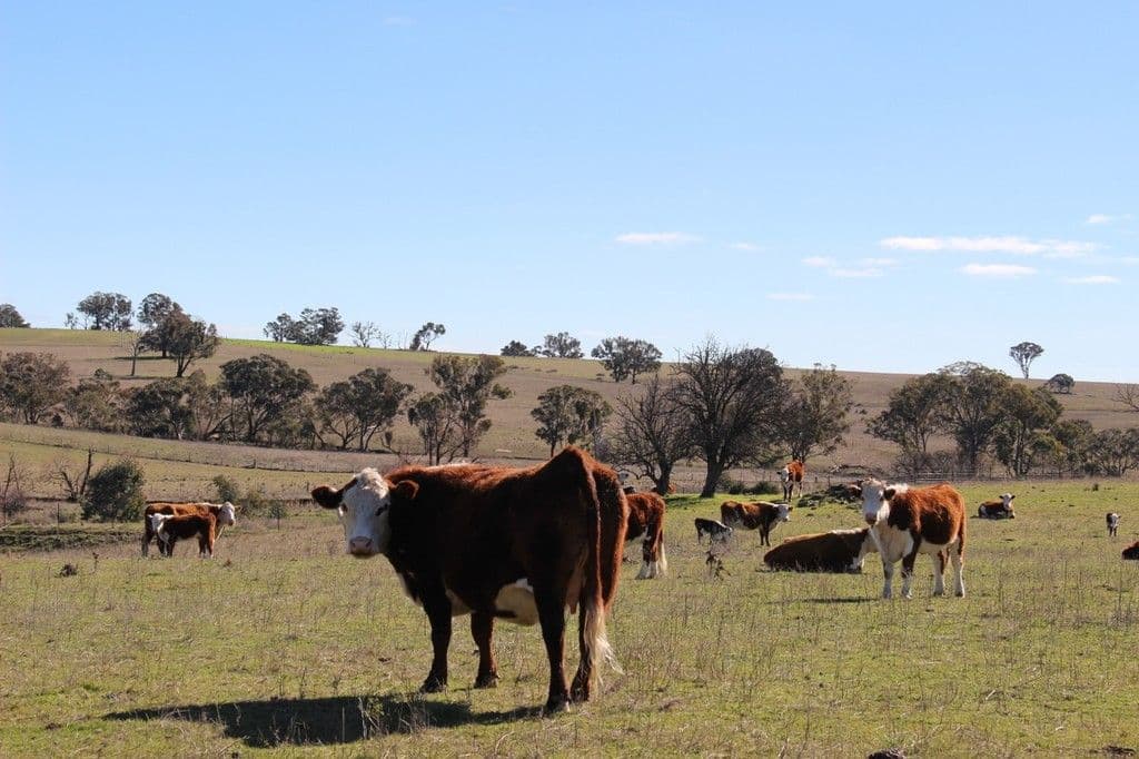 Bathurst NSW 2795, Bathurst - Thumbnail 8