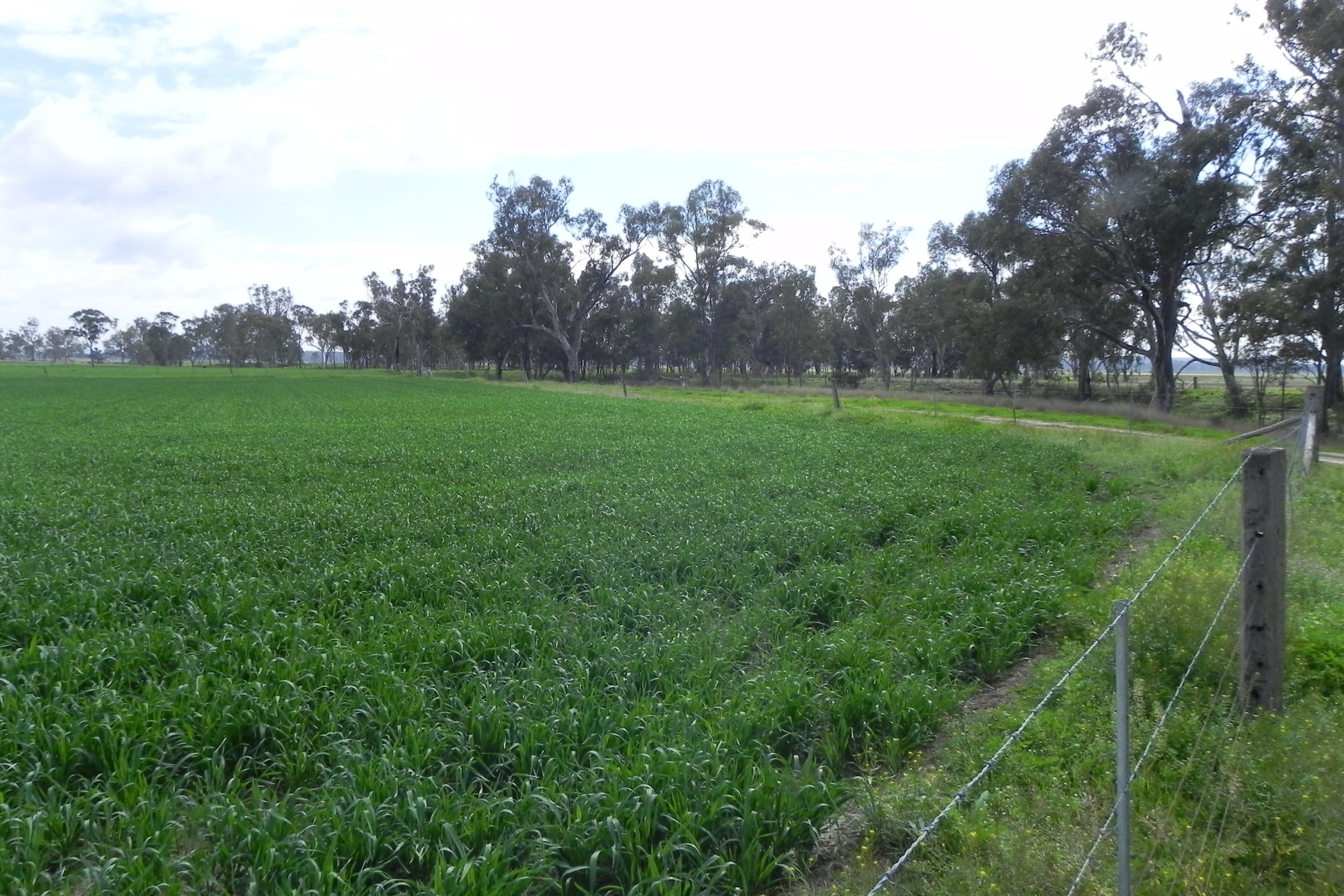 0 O'Leary, Ellangowan QLD 4361, Ellangowan - Image 1