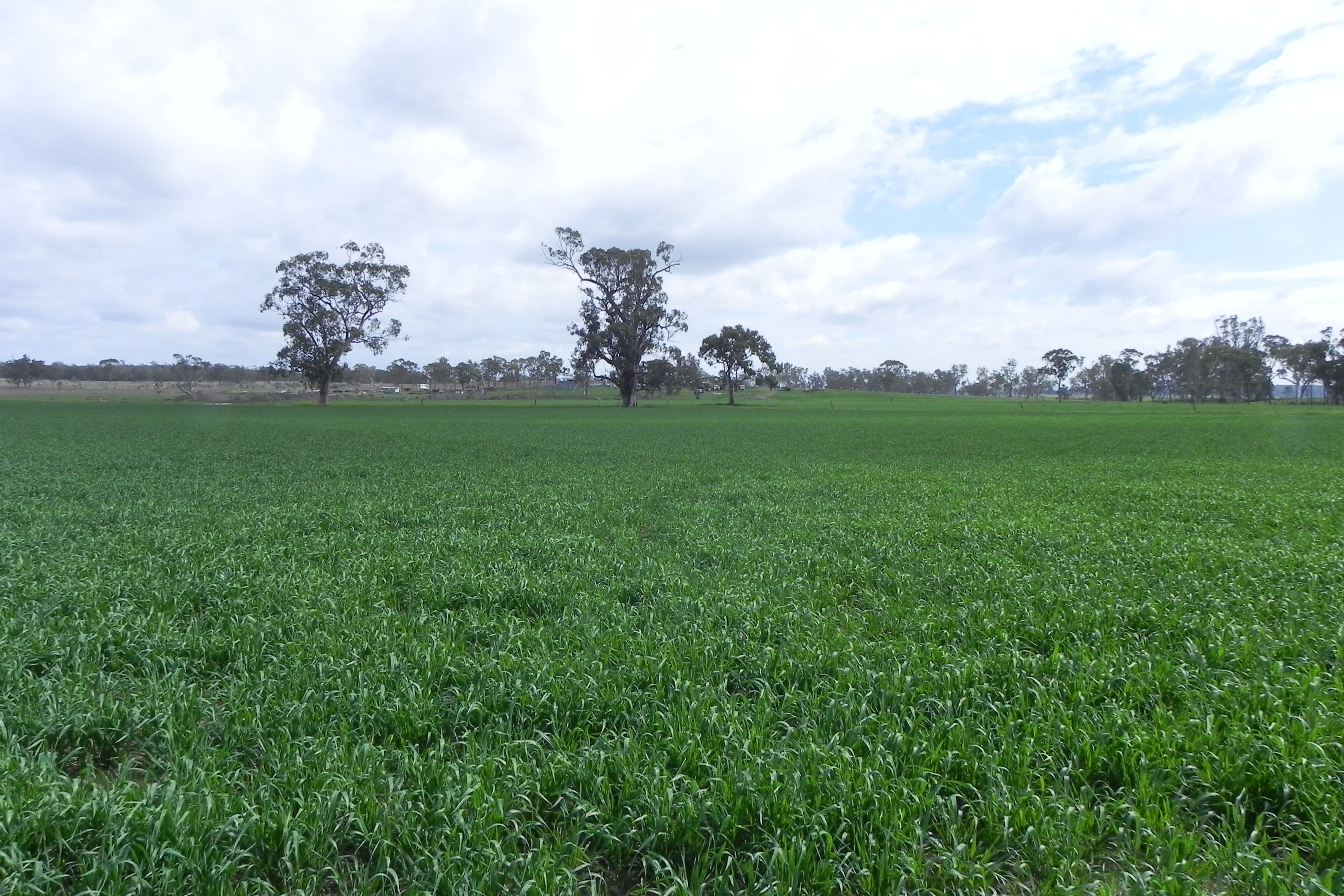 0 O'Leary, Ellangowan QLD 4361, Ellangowan - Thumbnail 3