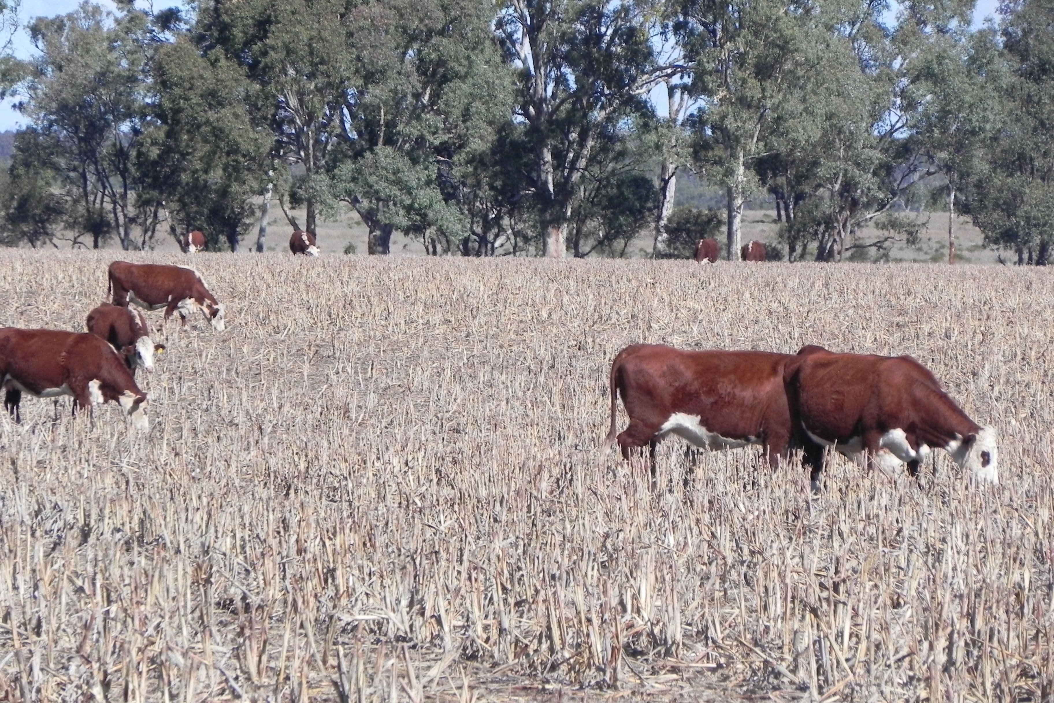 0 O'Leary, Ellangowan QLD 4361, Ellangowan - Thumbnail 5