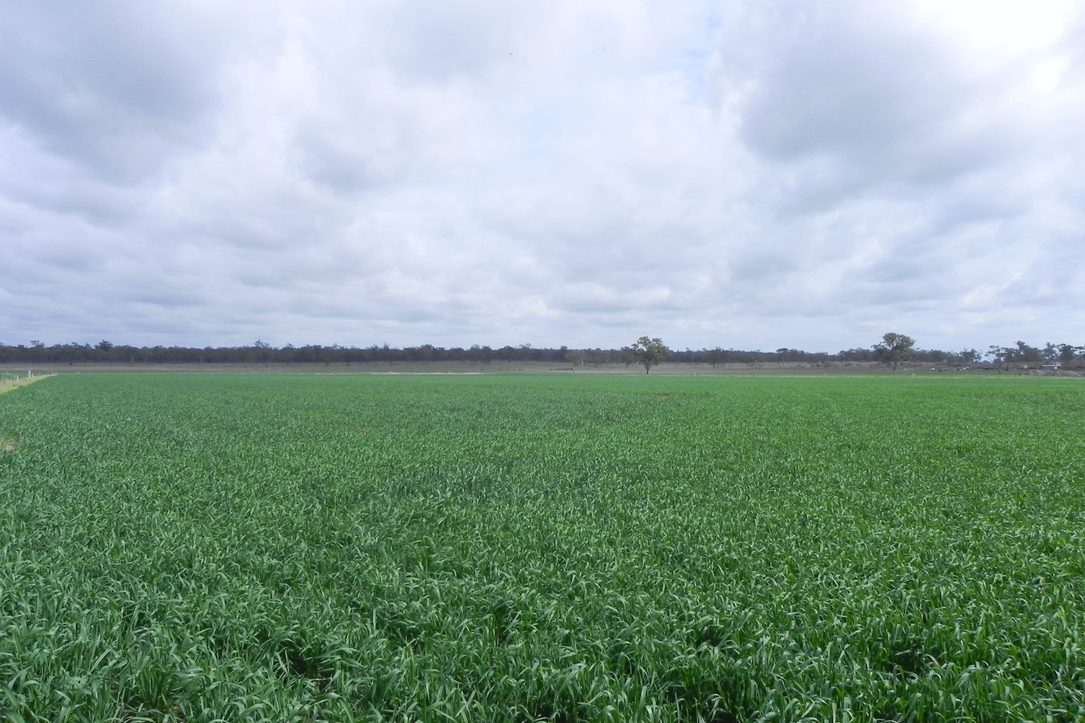 0 O'Leary, Ellangowan QLD 4361, Ellangowan - Thumbnail 4