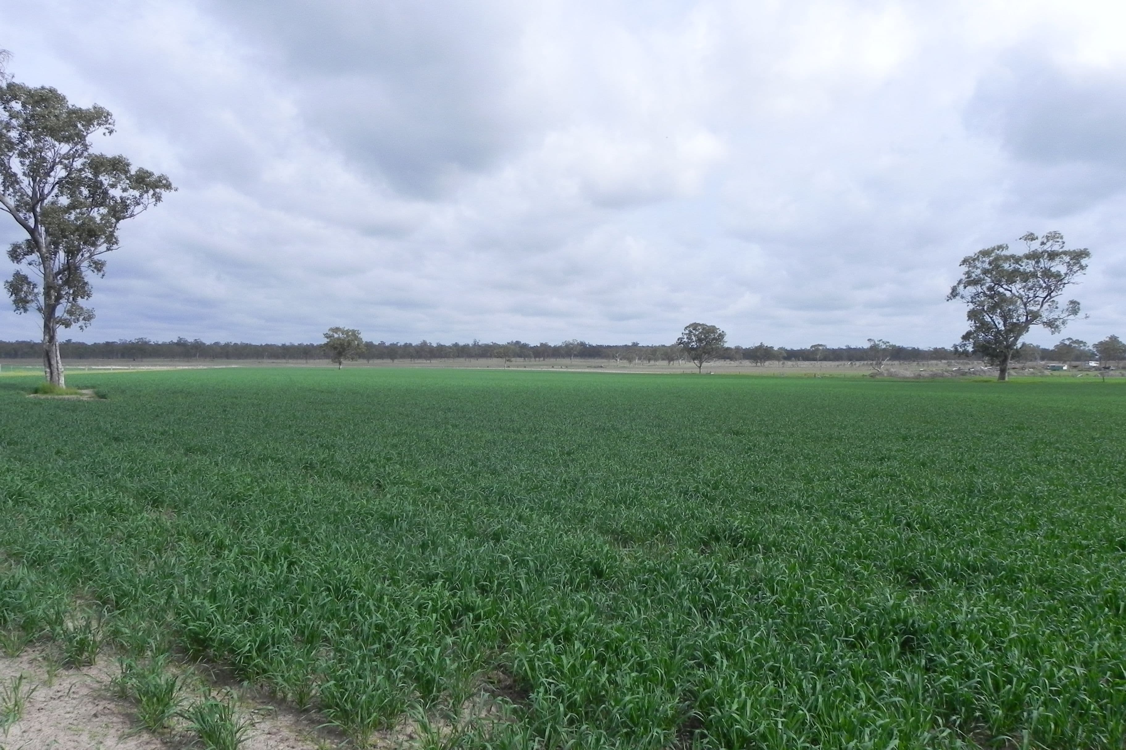 0 O'Leary, Ellangowan QLD 4361, Ellangowan - Thumbnail 7