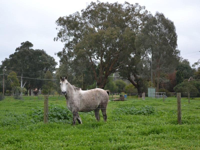 Avenel VIC 3664, Avenel - Thumbnail 7