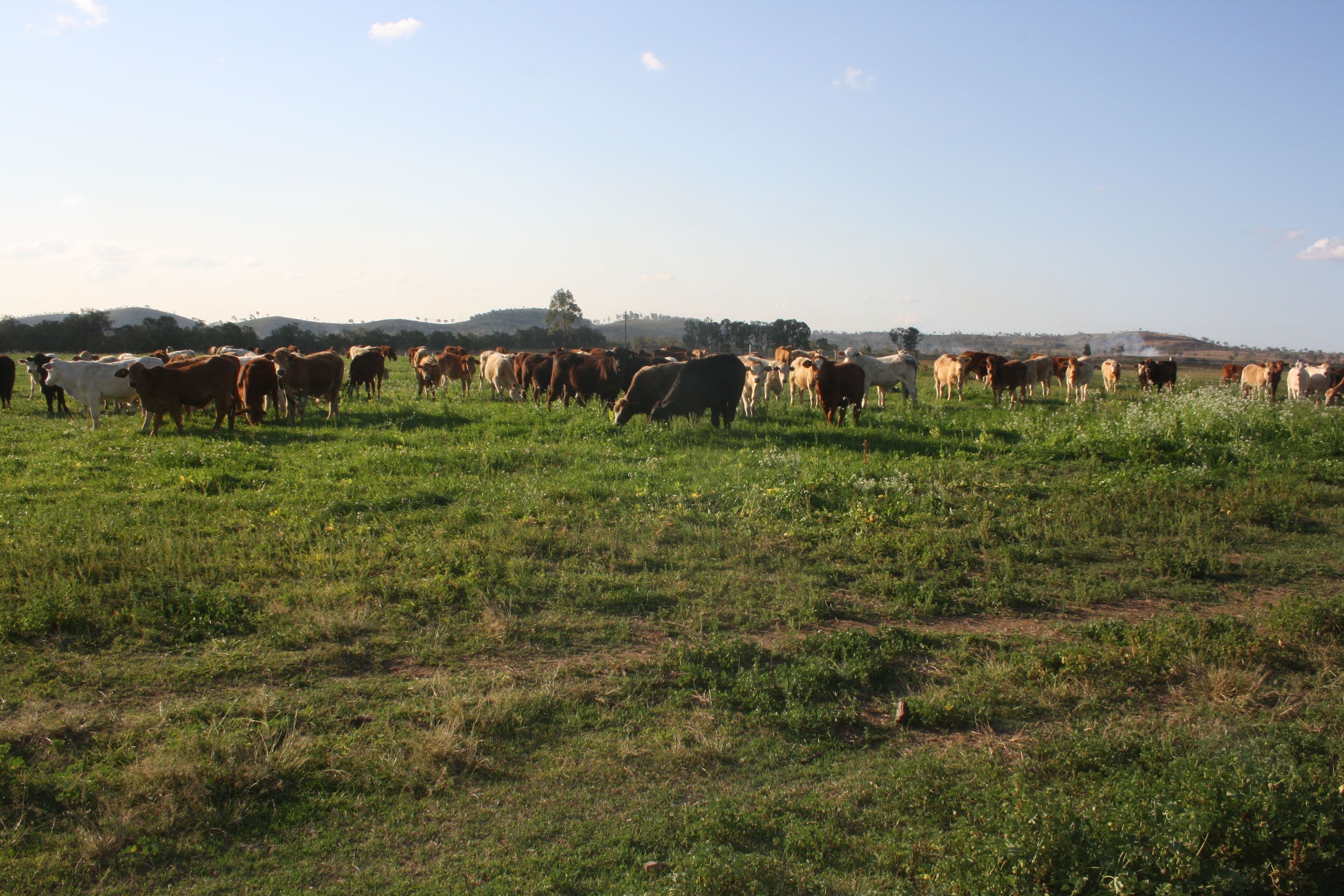 "Washpool" Washpool Road, Gayndah QLD 4625, Gayndah - Thumbnail 6