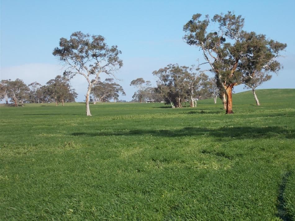 877 Stotts Road, Bordertown South SA 5268, Bordertown South - Thumbnail 8