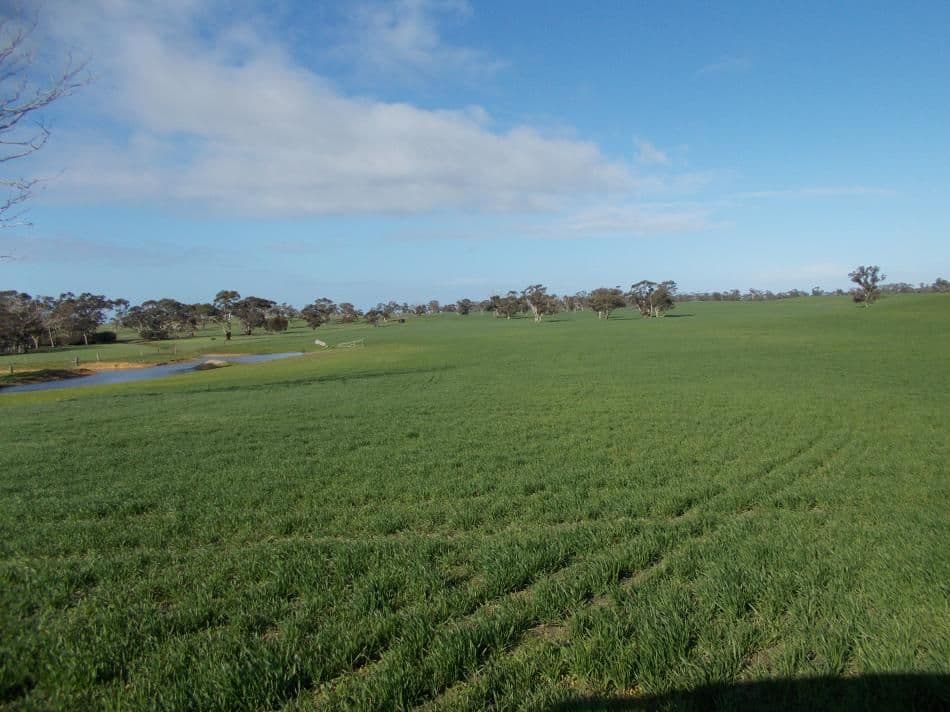 877 Stotts Road, Bordertown South SA 5268, Bordertown South - Thumbnail 2
