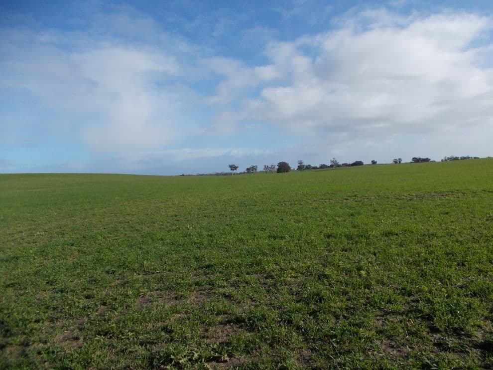 877 Stotts Road, Bordertown South SA 5268, Bordertown South - Thumbnail 7