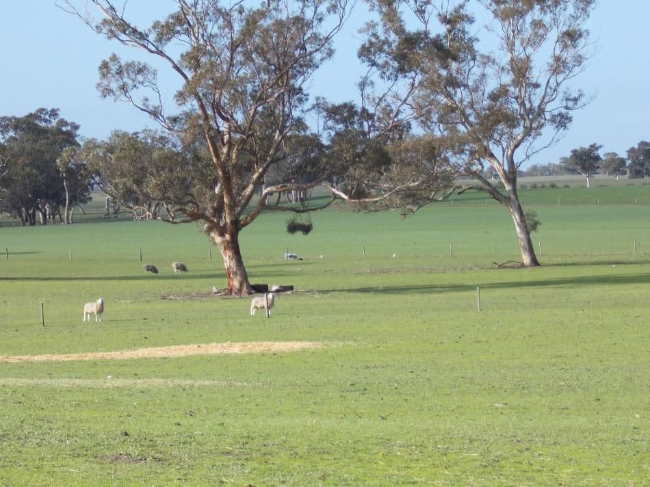 877 Stotts Road, Bordertown South SA 5268, Bordertown South - Thumbnail 3