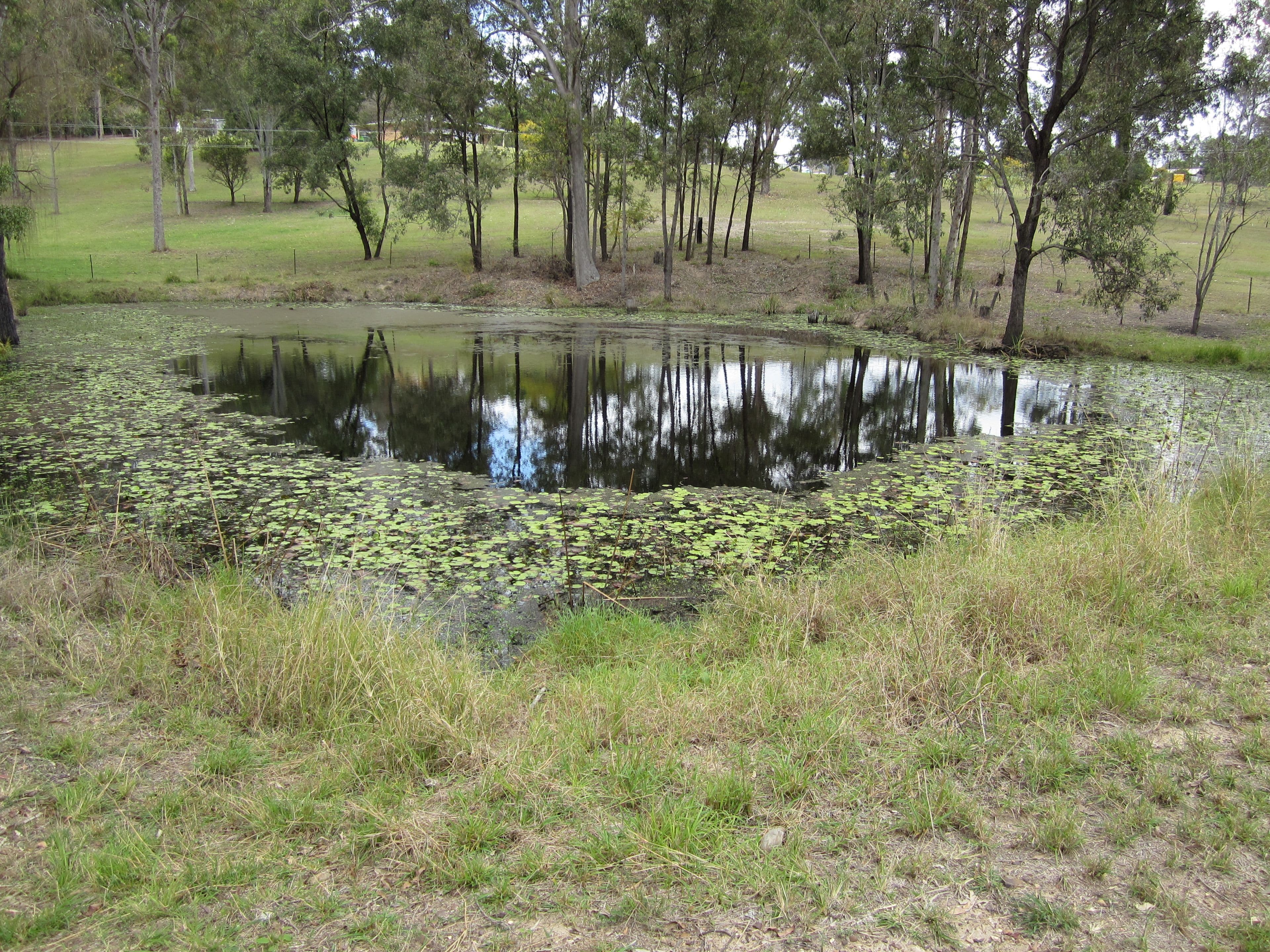194 Junction Road, Kerry QLD 4285, Kerry - Thumbnail 2