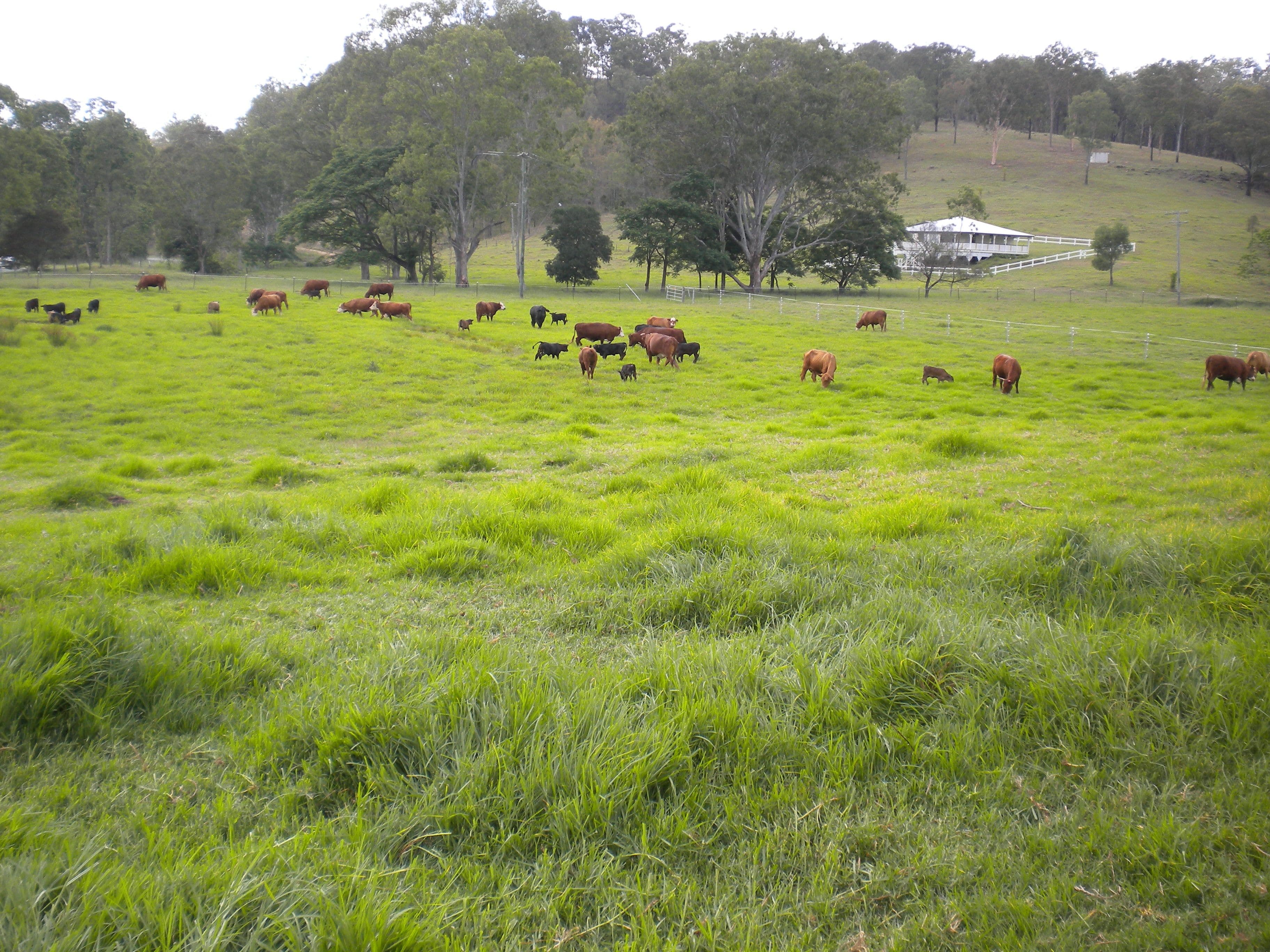 Rathdowney QLD 4287, Rathdowney - Thumbnail 4