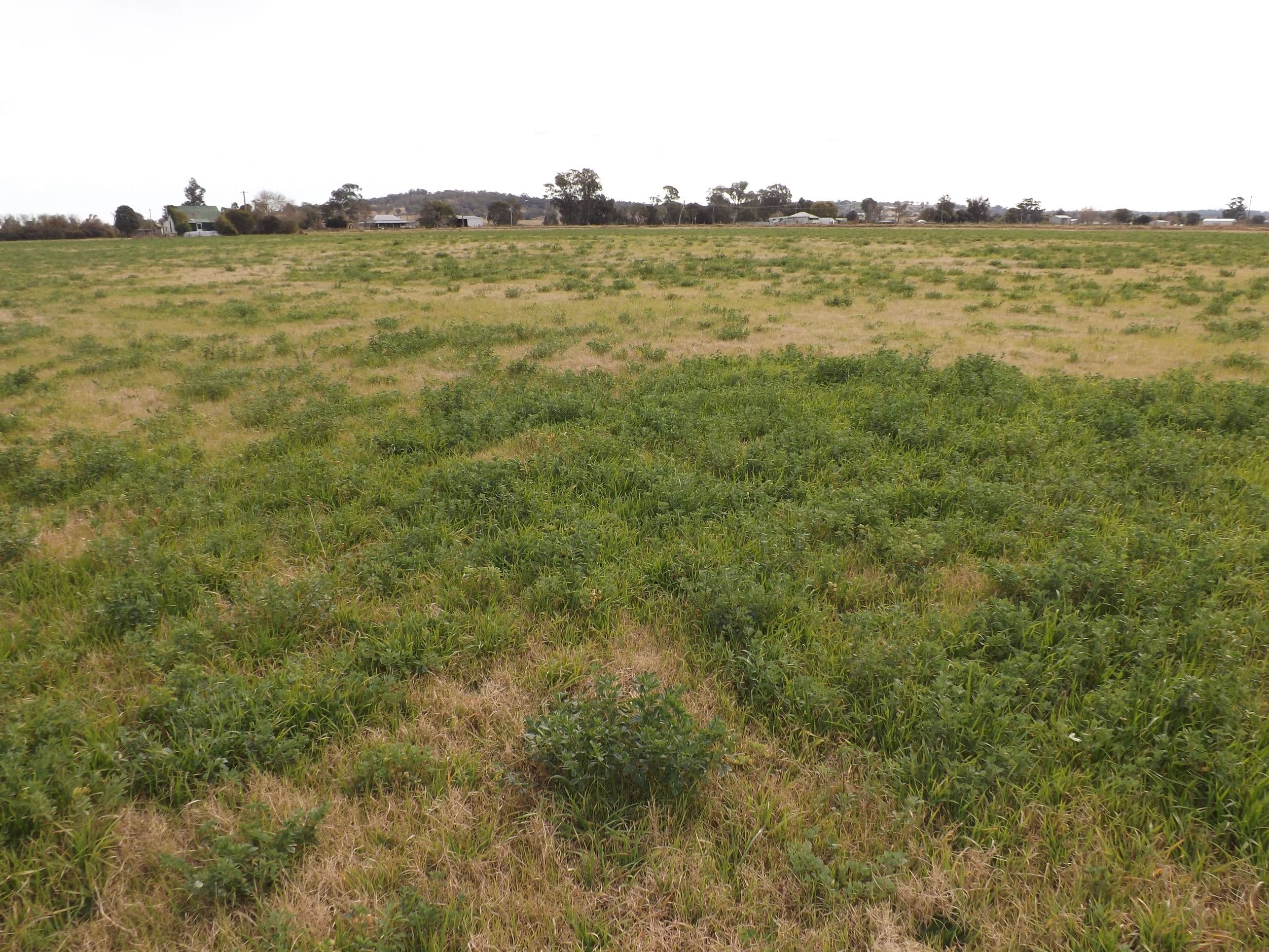 76 Glenridding Road, Singleton NSW 2330, Singleton - Thumbnail 2