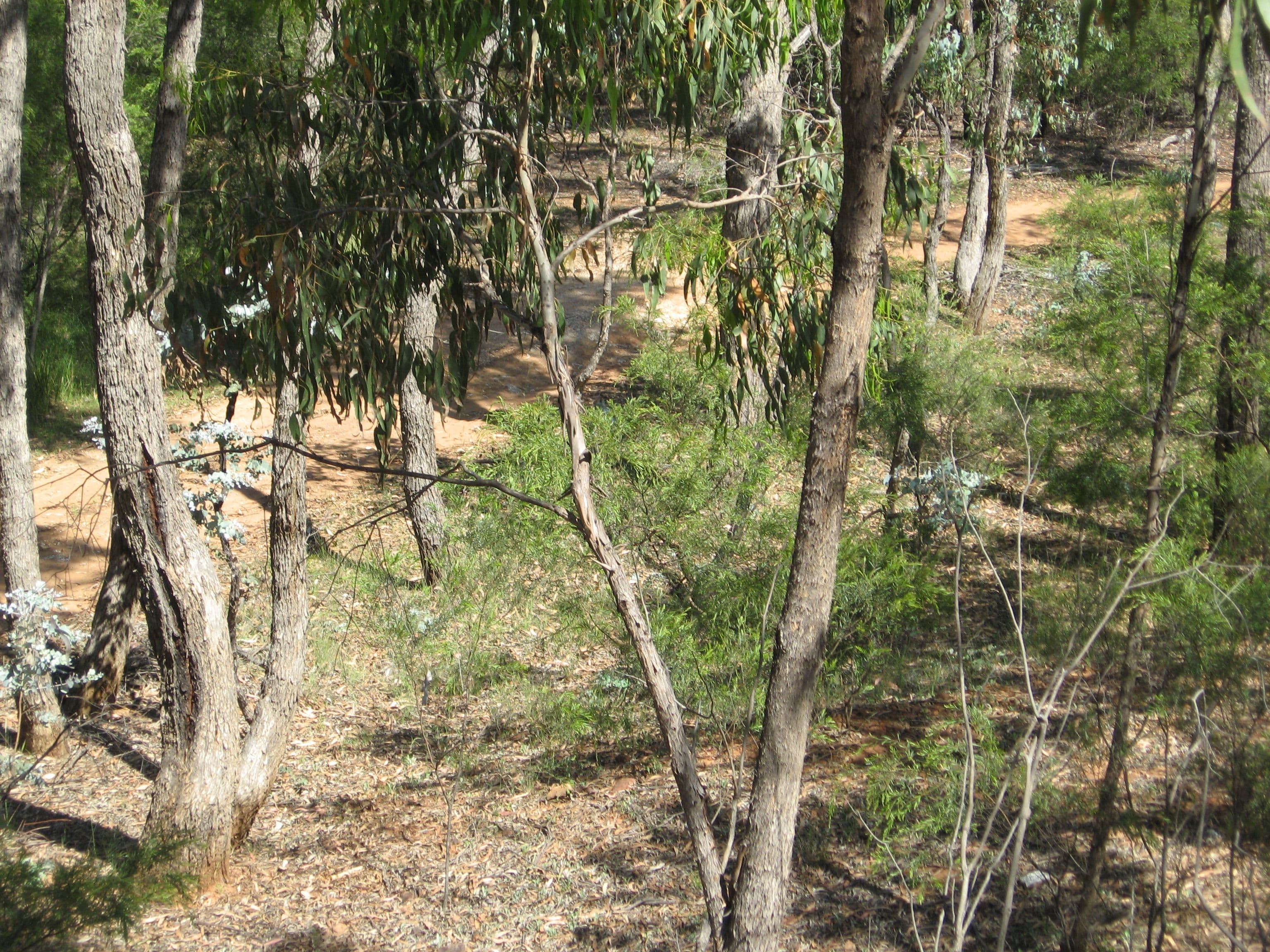 95 Cadell Road, Emmaville NSW 2371, Emmaville - Thumbnail 5