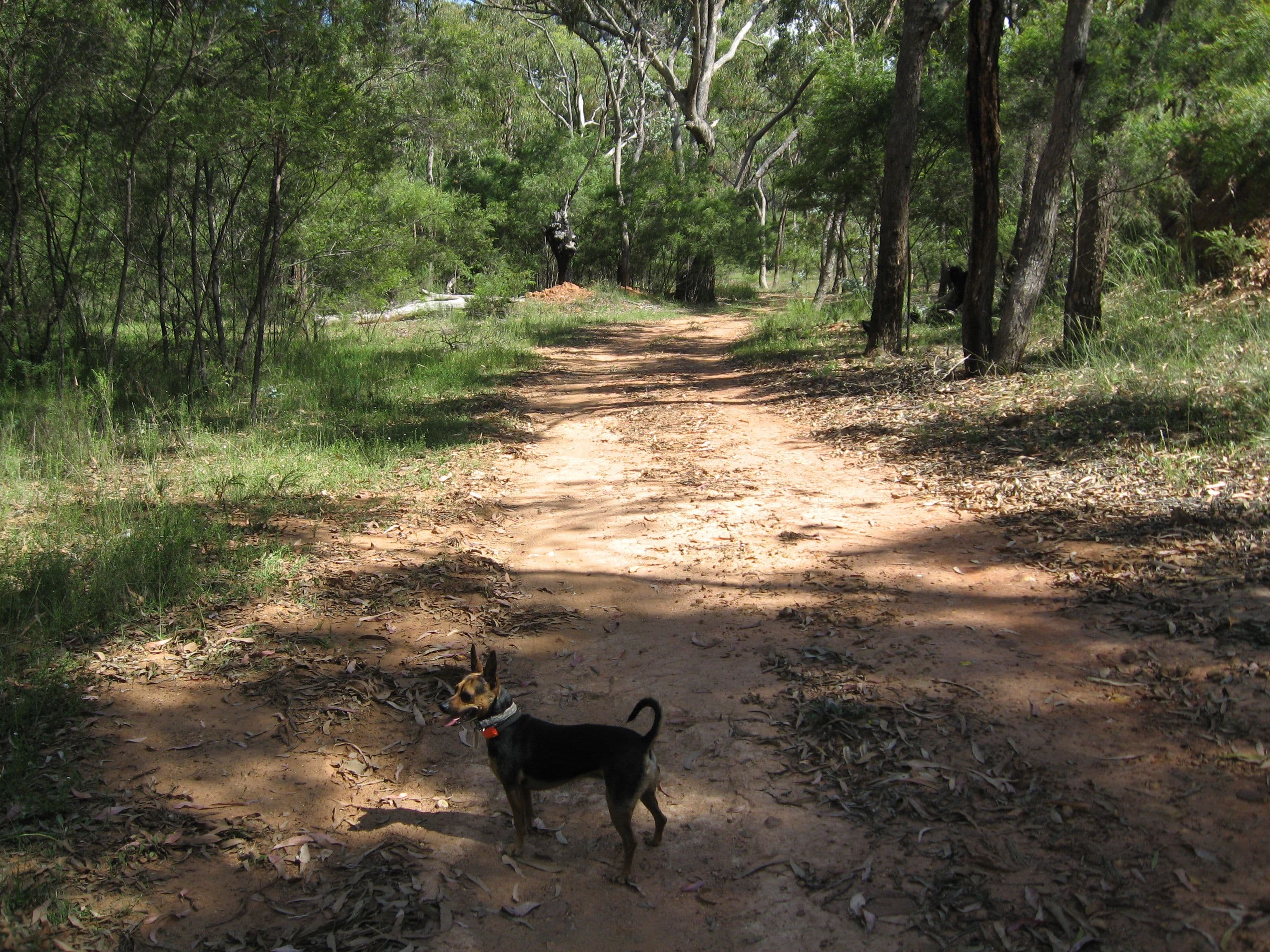 95 Cadell Road, Emmaville NSW 2371, Emmaville - Thumbnail 6