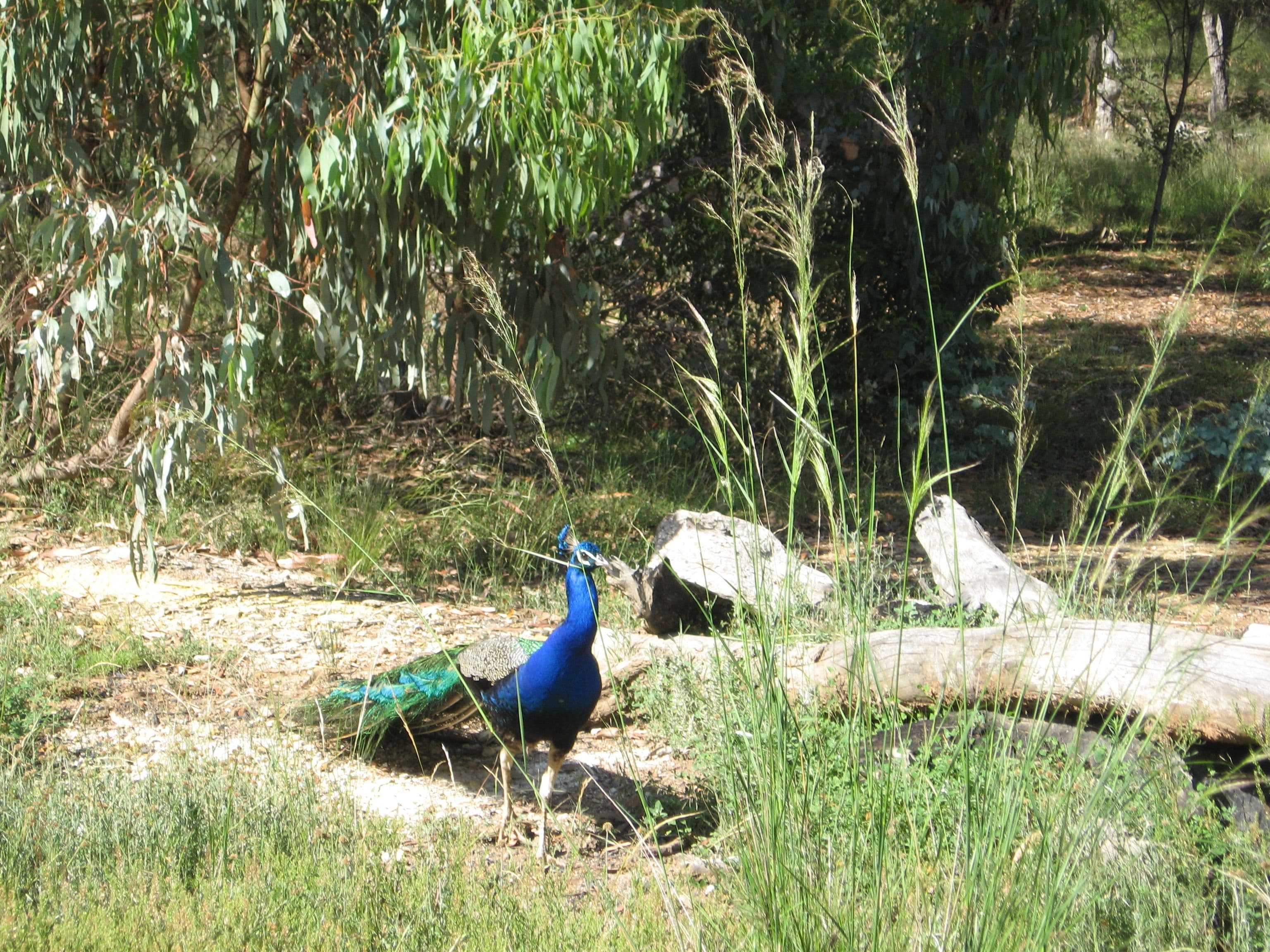 95 Cadell Road, Emmaville NSW 2371, Emmaville - Thumbnail 2