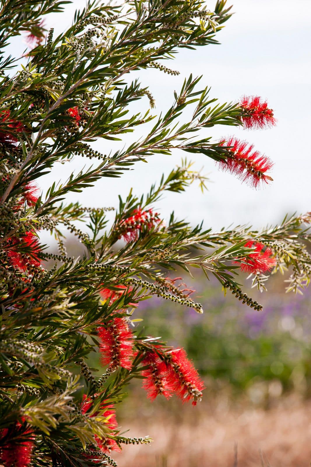 9 Horseshoe Court, Deepdale WA 6532, Deepdale - Thumbnail 7