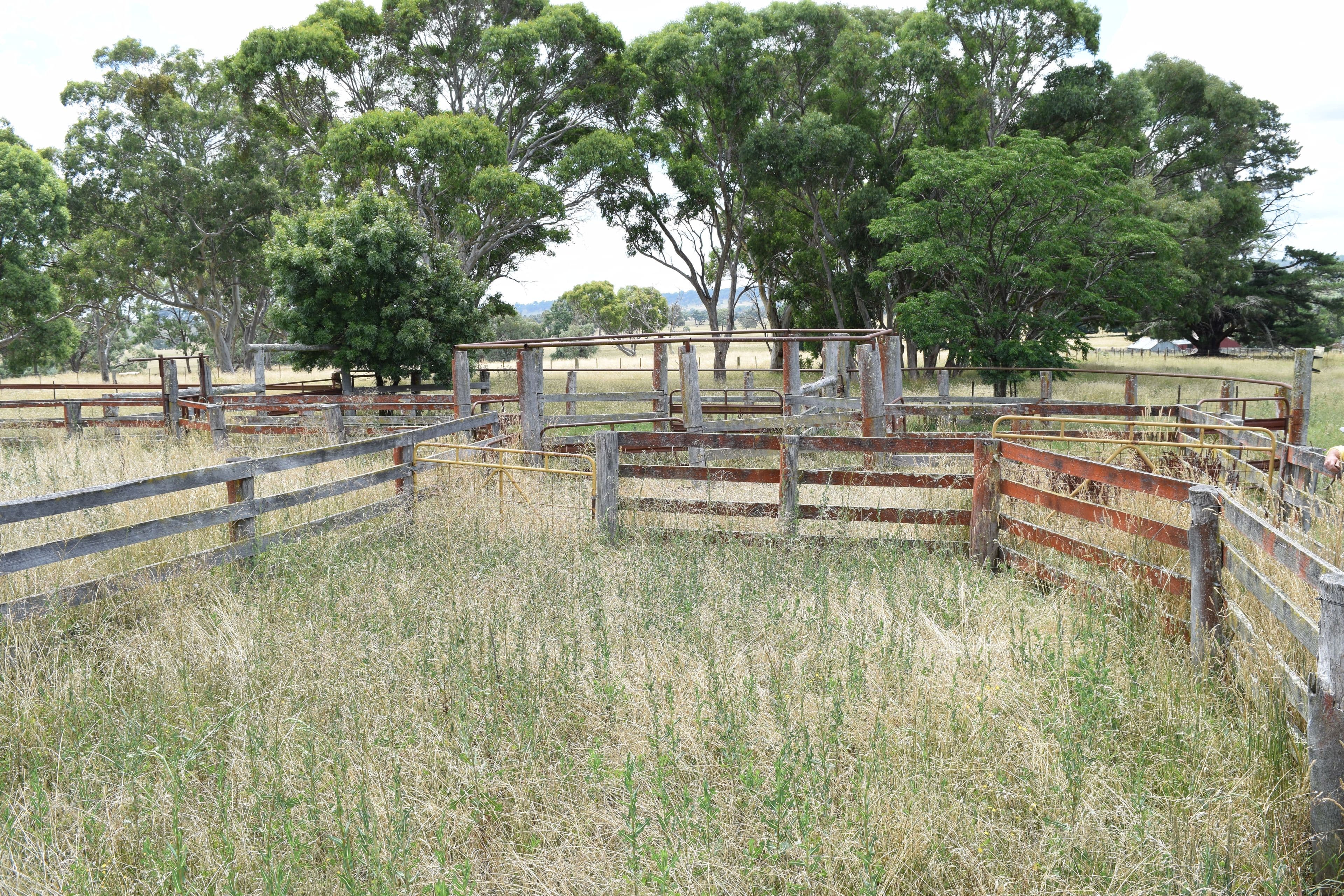 Green Valley 279 Taylors Road, Guyra NSW 2365, Guyra - Thumbnail 7