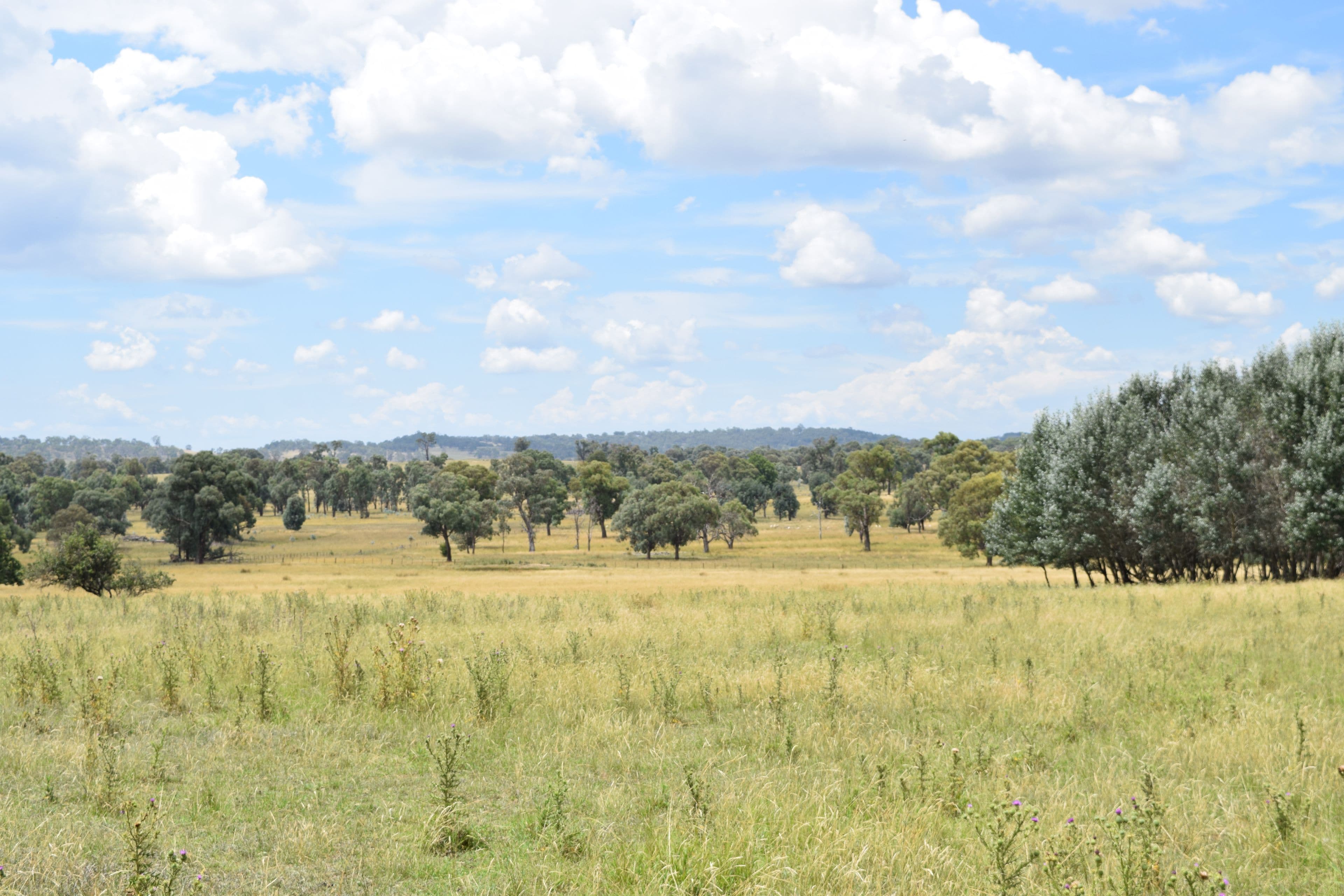 Green Valley 279 Taylors Road, Guyra NSW 2365, Guyra - Thumbnail 5