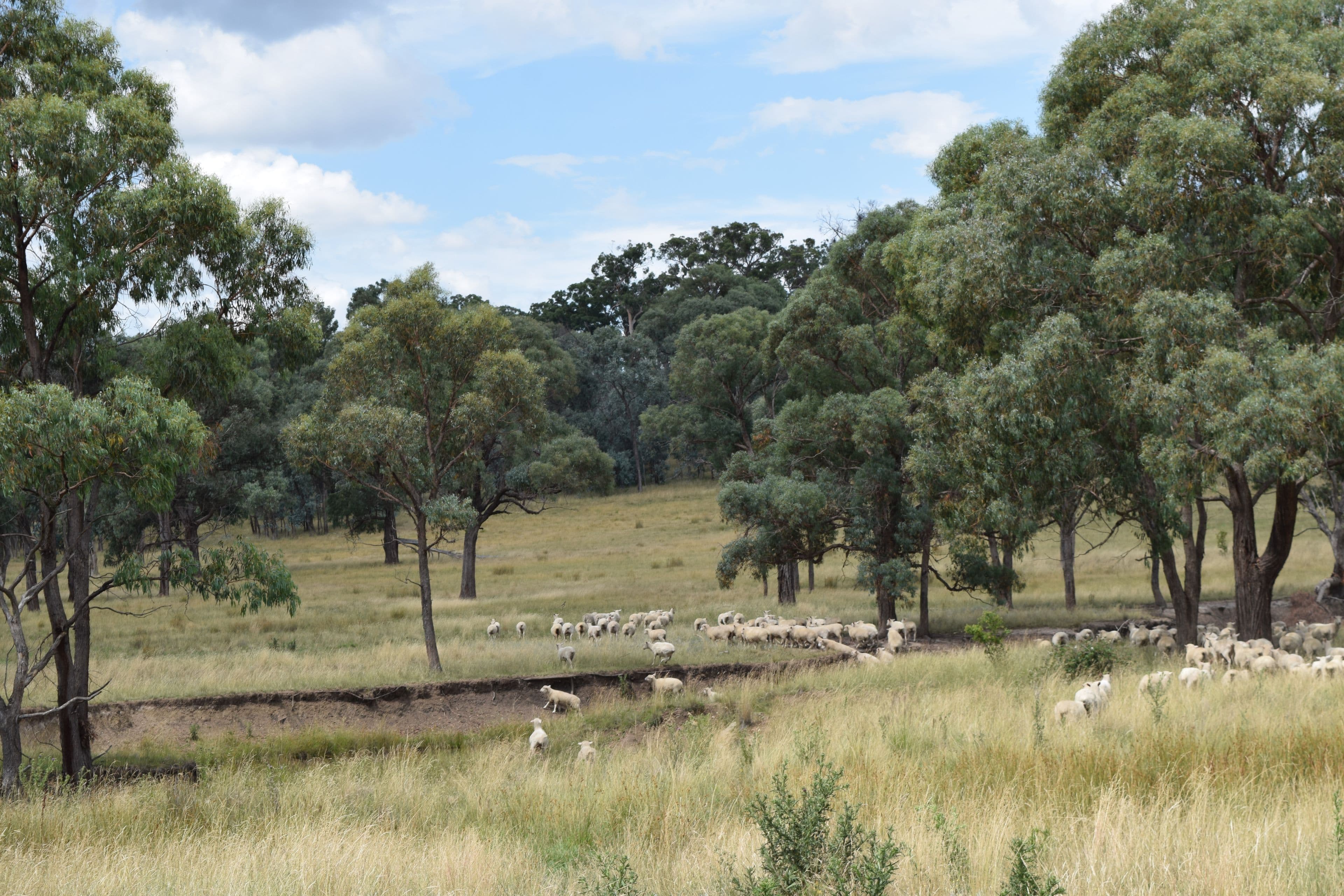 Green Valley 279 Taylors Road, Guyra NSW 2365, Guyra - Thumbnail 8